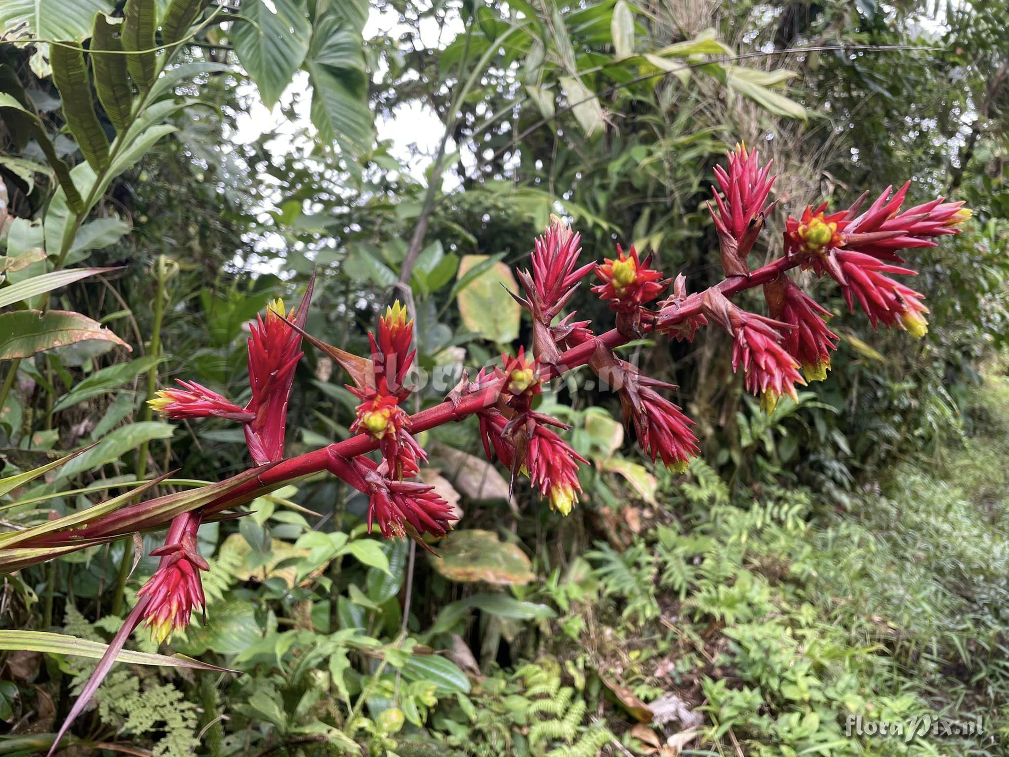 Guzmania plicatifolia