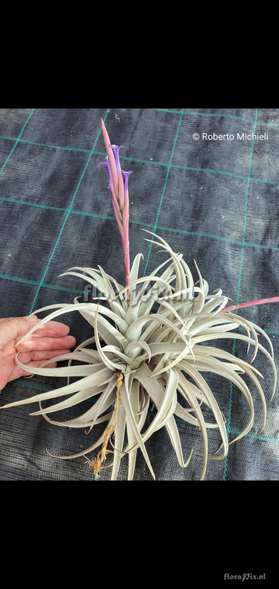 Tillandsia zecheri var. zecheri