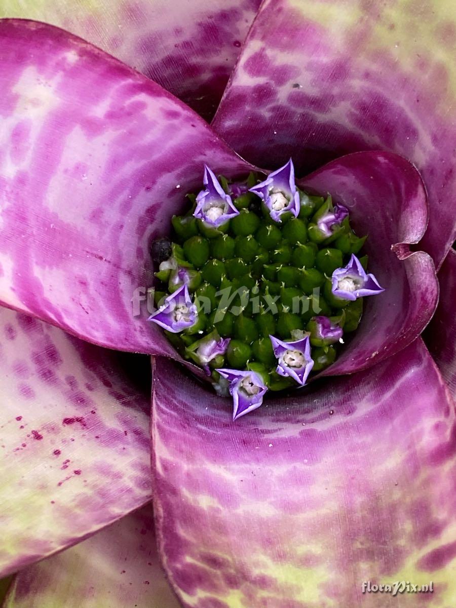 Neoregelia smithii