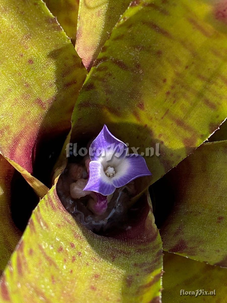 Neoregelia ampullacea