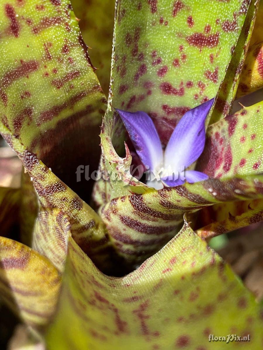 Neoregelia punctatissima