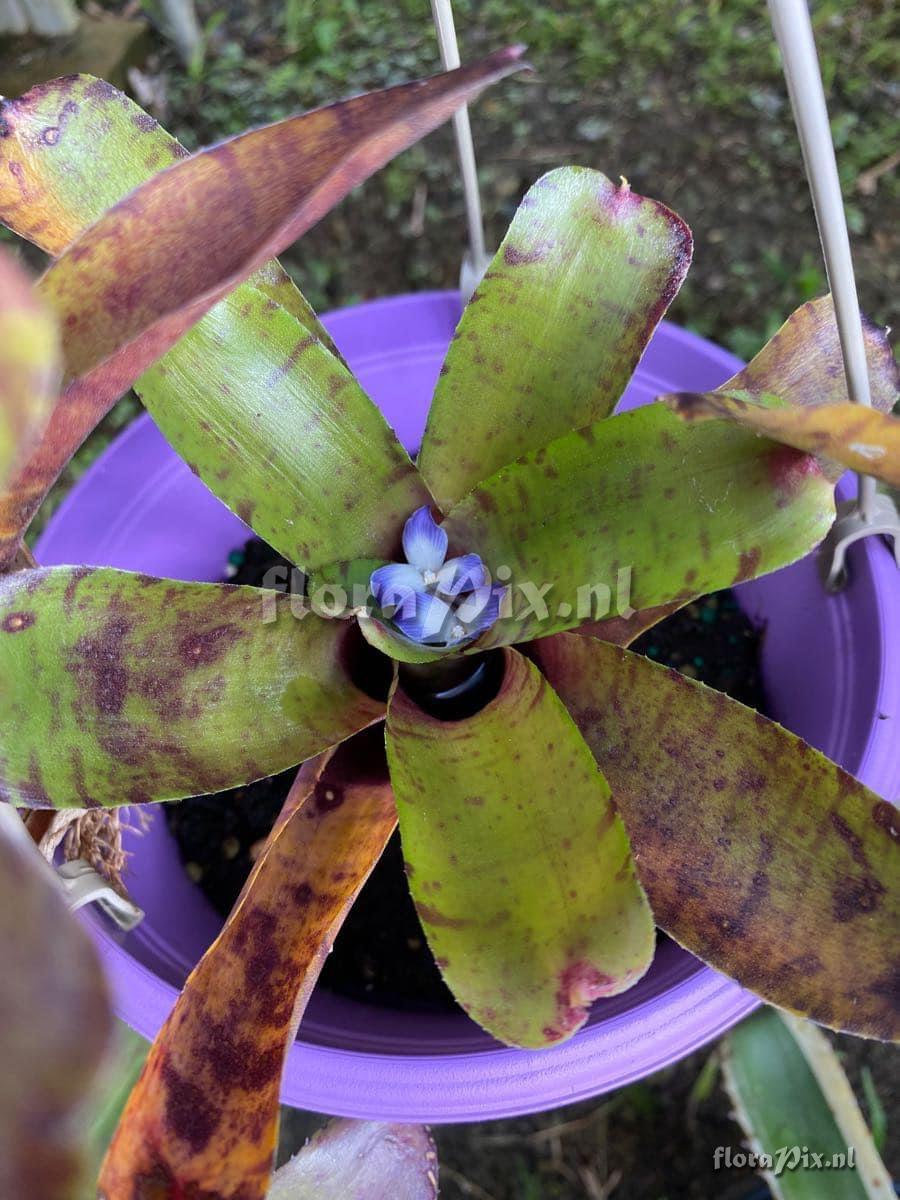 Neoregelia tigrina