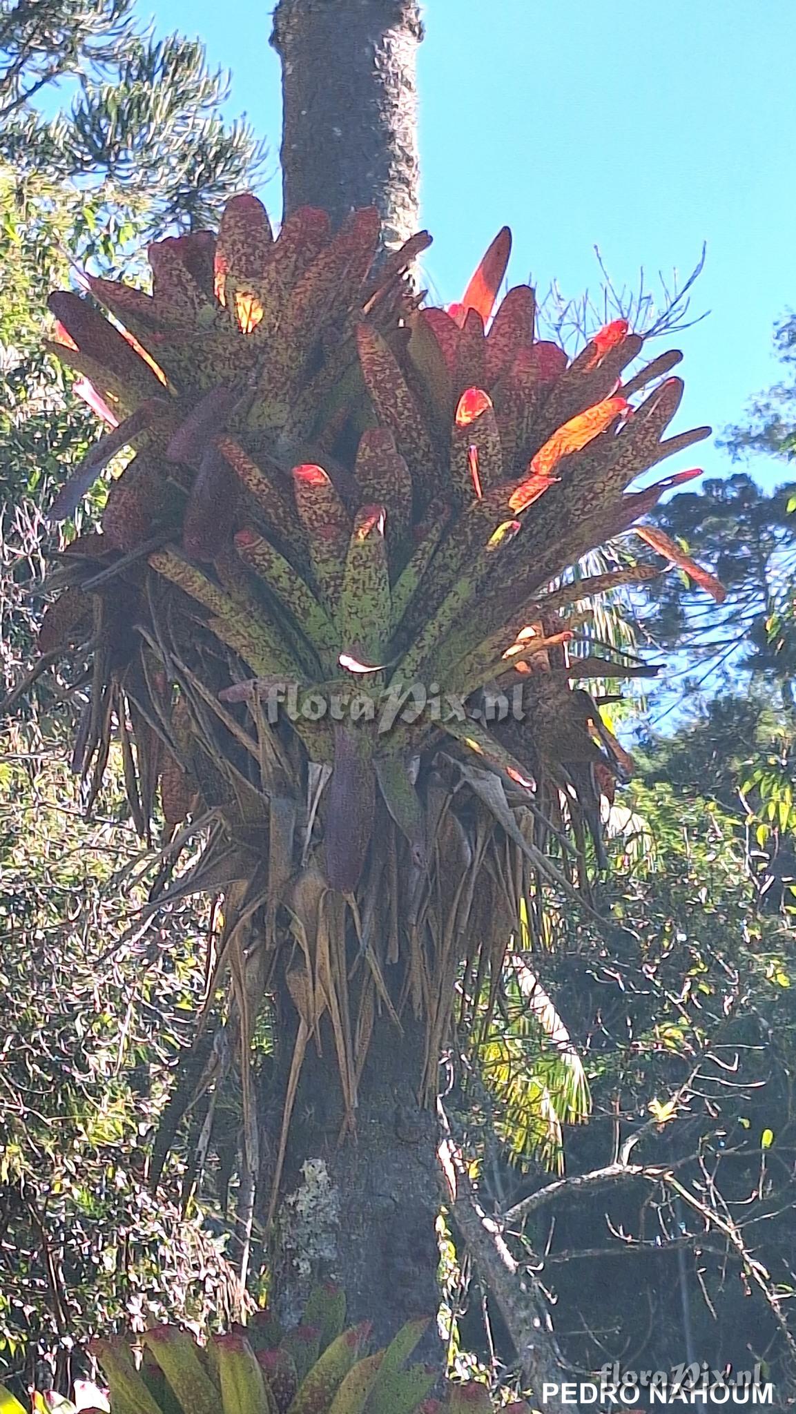 Neoregelia correiaaraujoi x