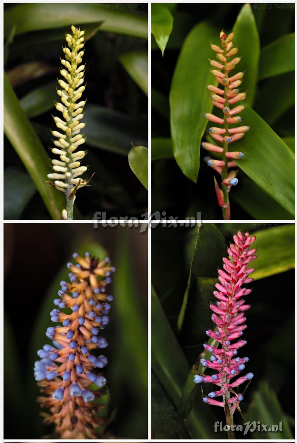 Aechmea gamosepala