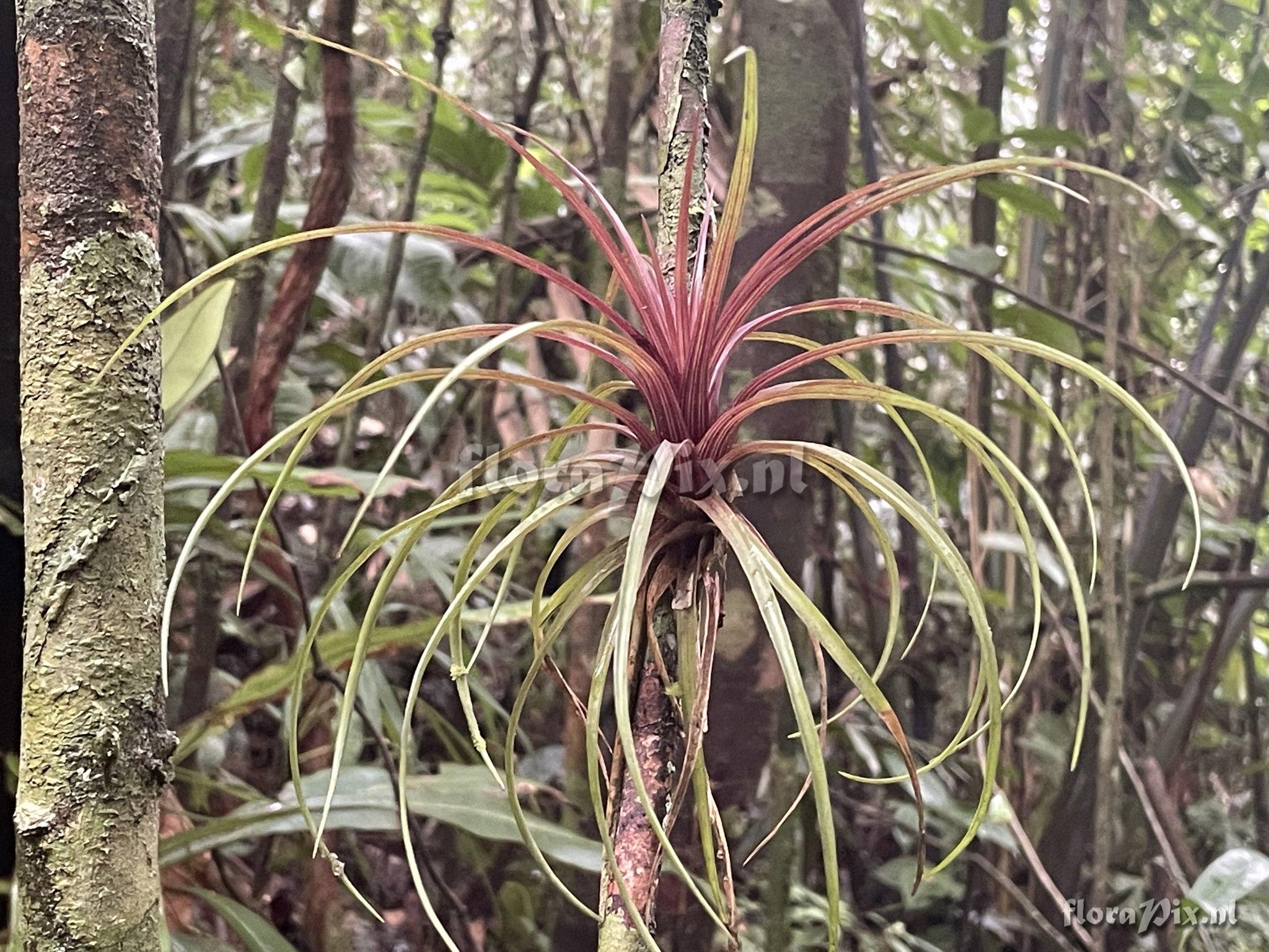 Wallisia anceps