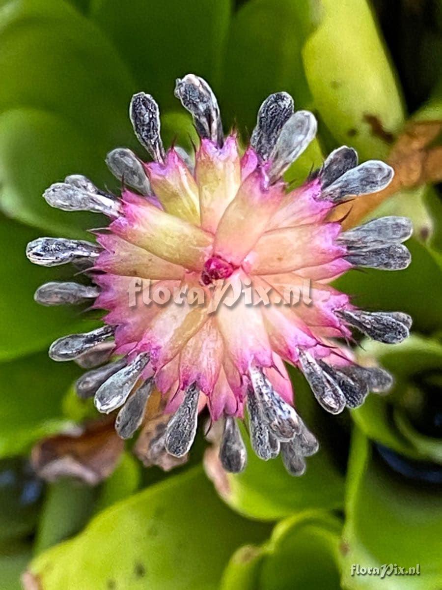 Aechmea gamosepala