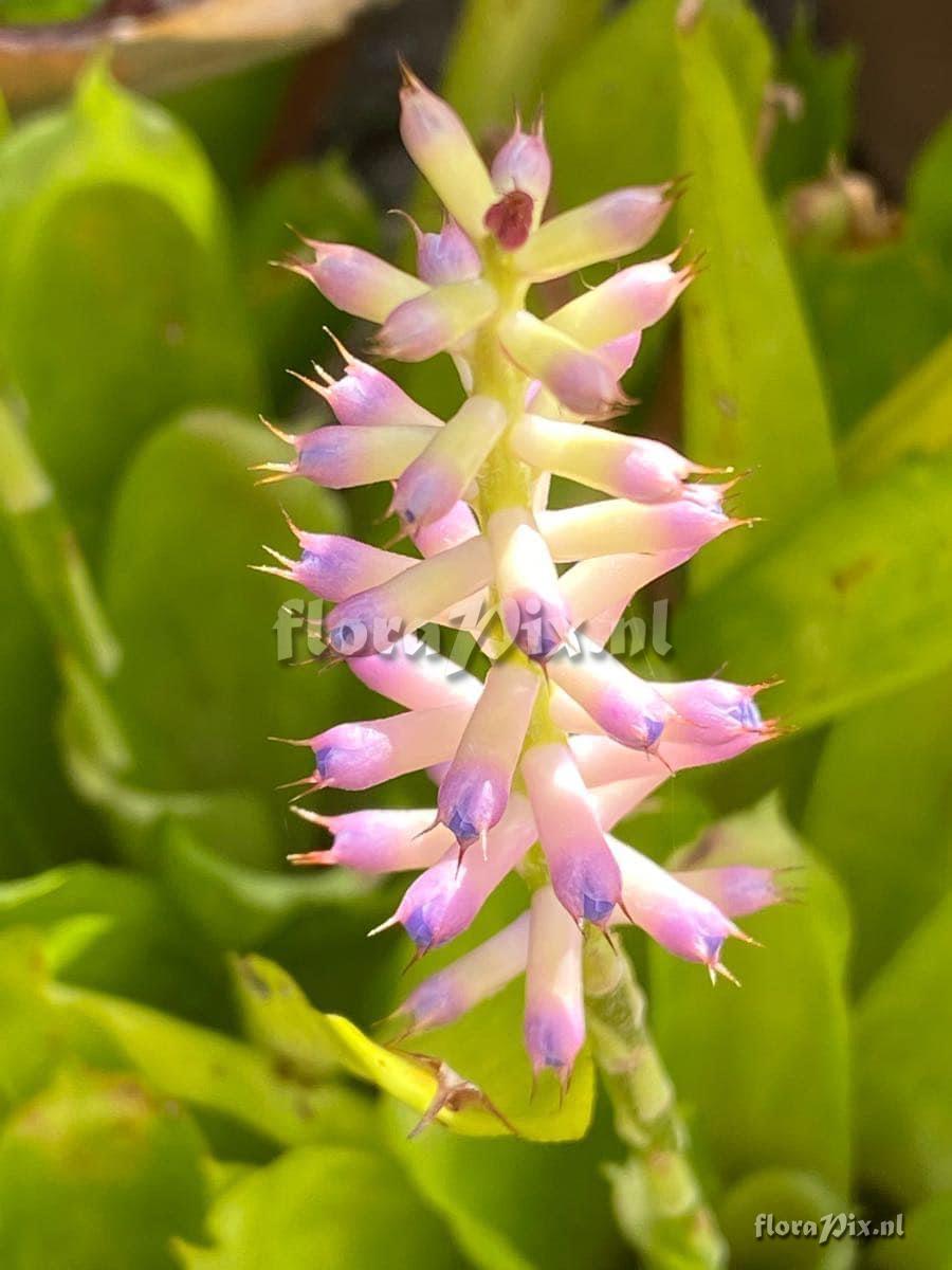 Aechmea gamosepala