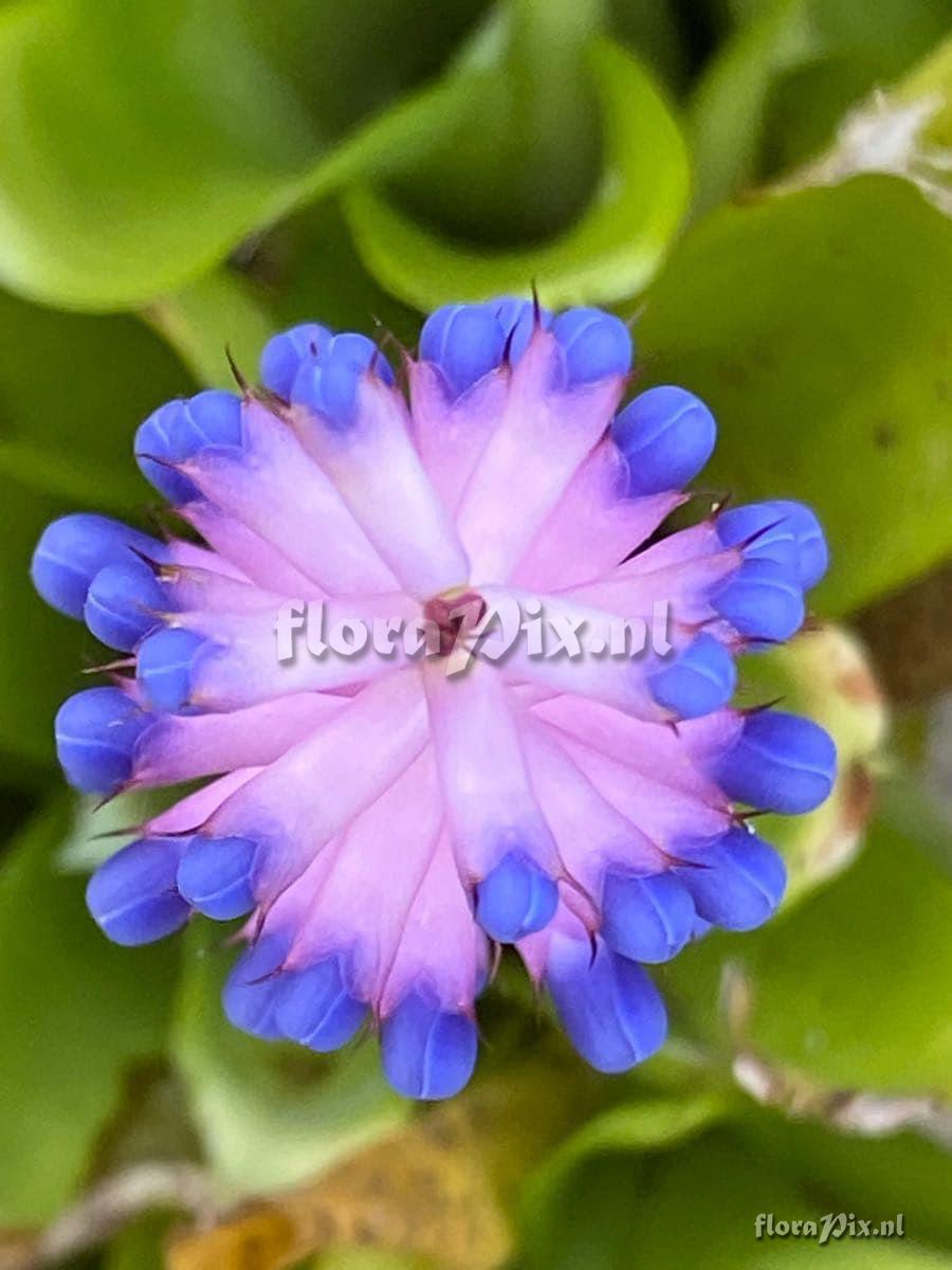 Aechmea gamosepala