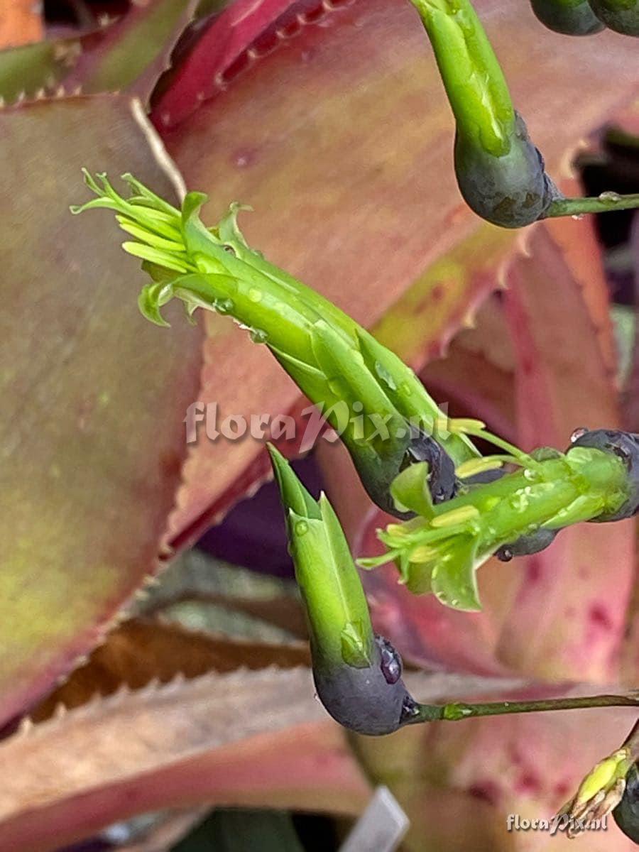 Billbergia viridiflora