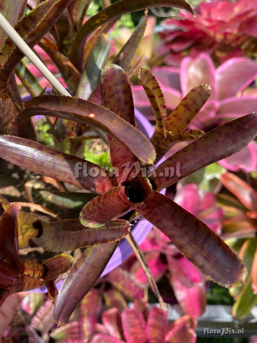 Neoregelia punctatissima