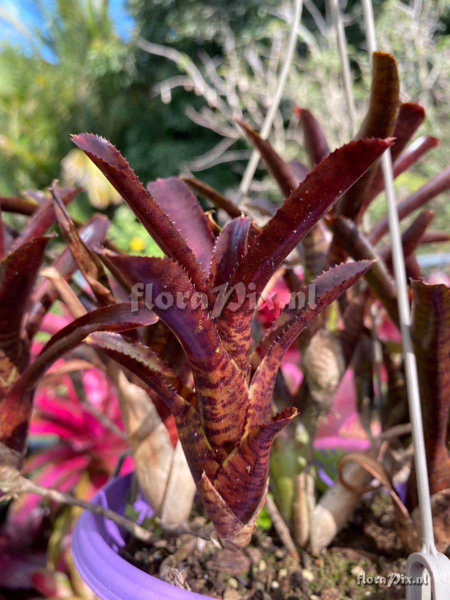 Neoregelia punctatissima