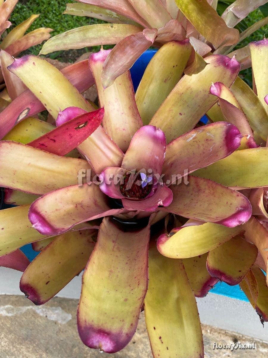 Neoregelia spectabilis