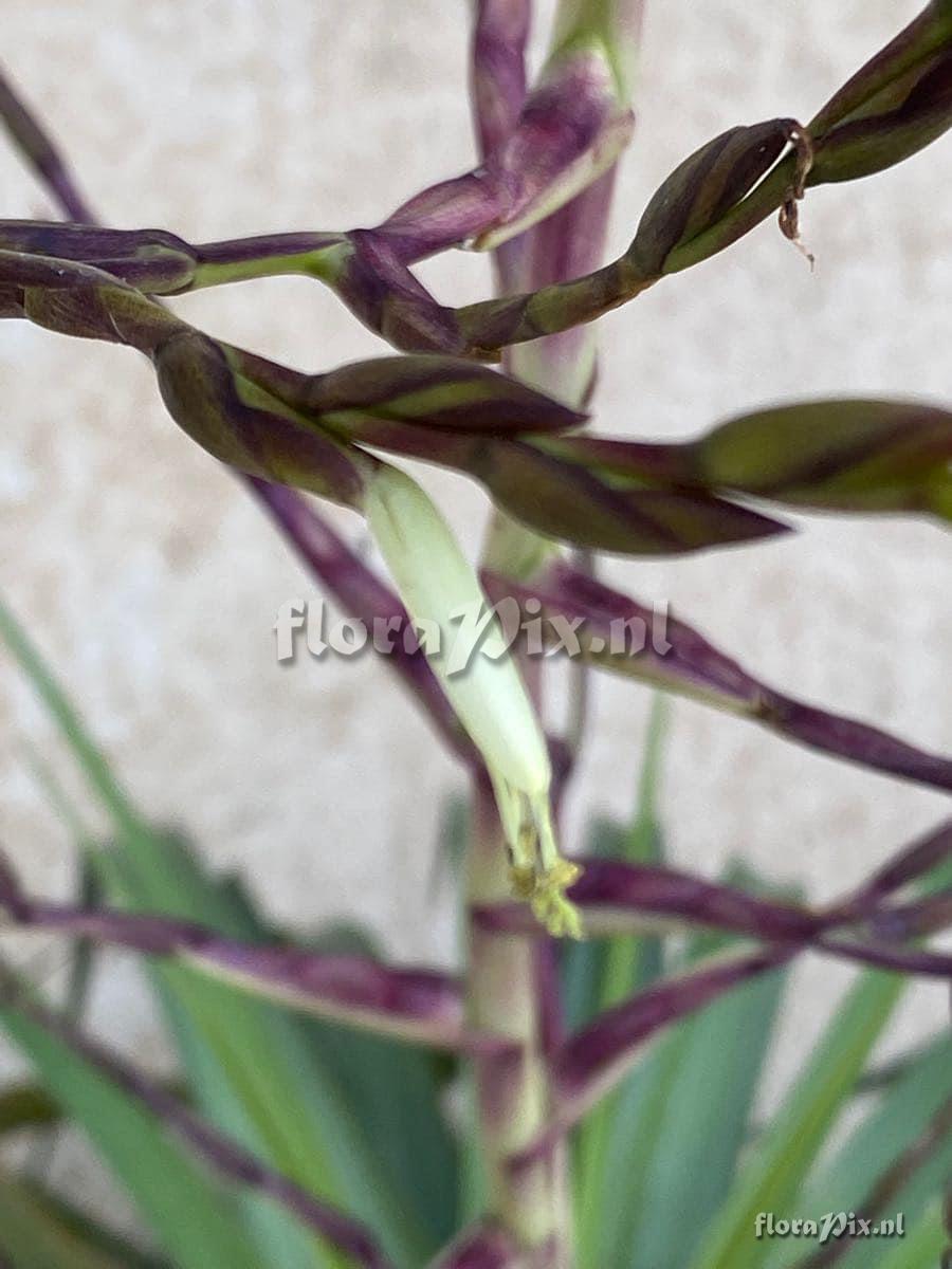 Tillandsia utriculata