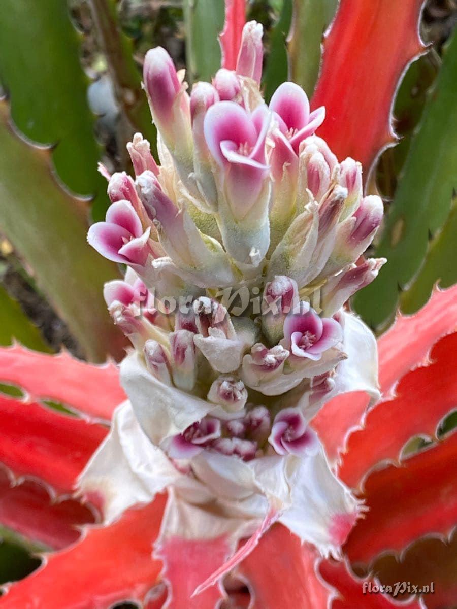 Bromelia pinguin