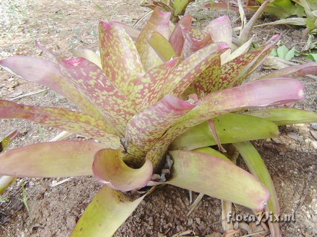 Neoregelia johannis