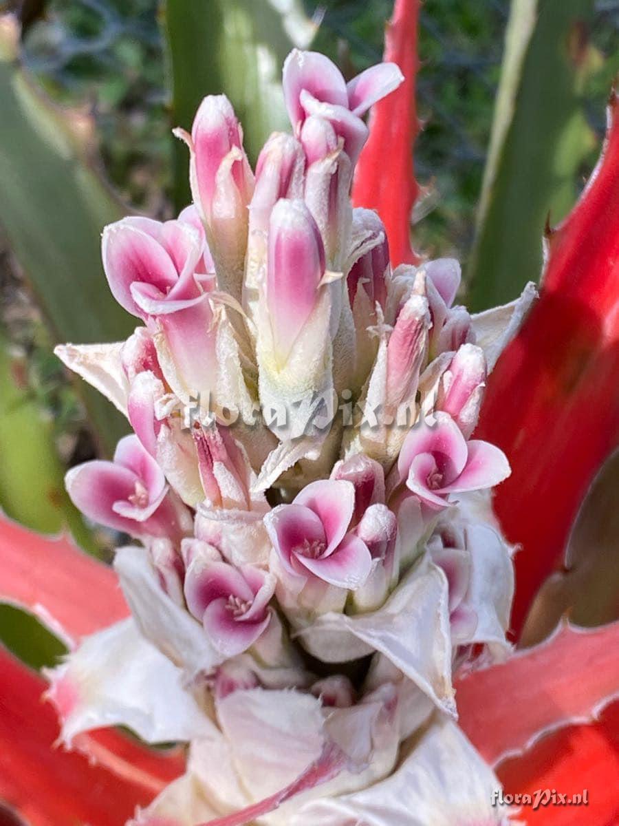 Bromelia pinguin