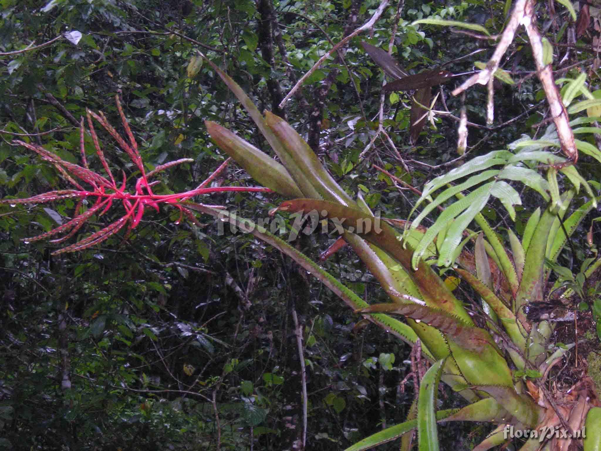 Aechmea dactylina