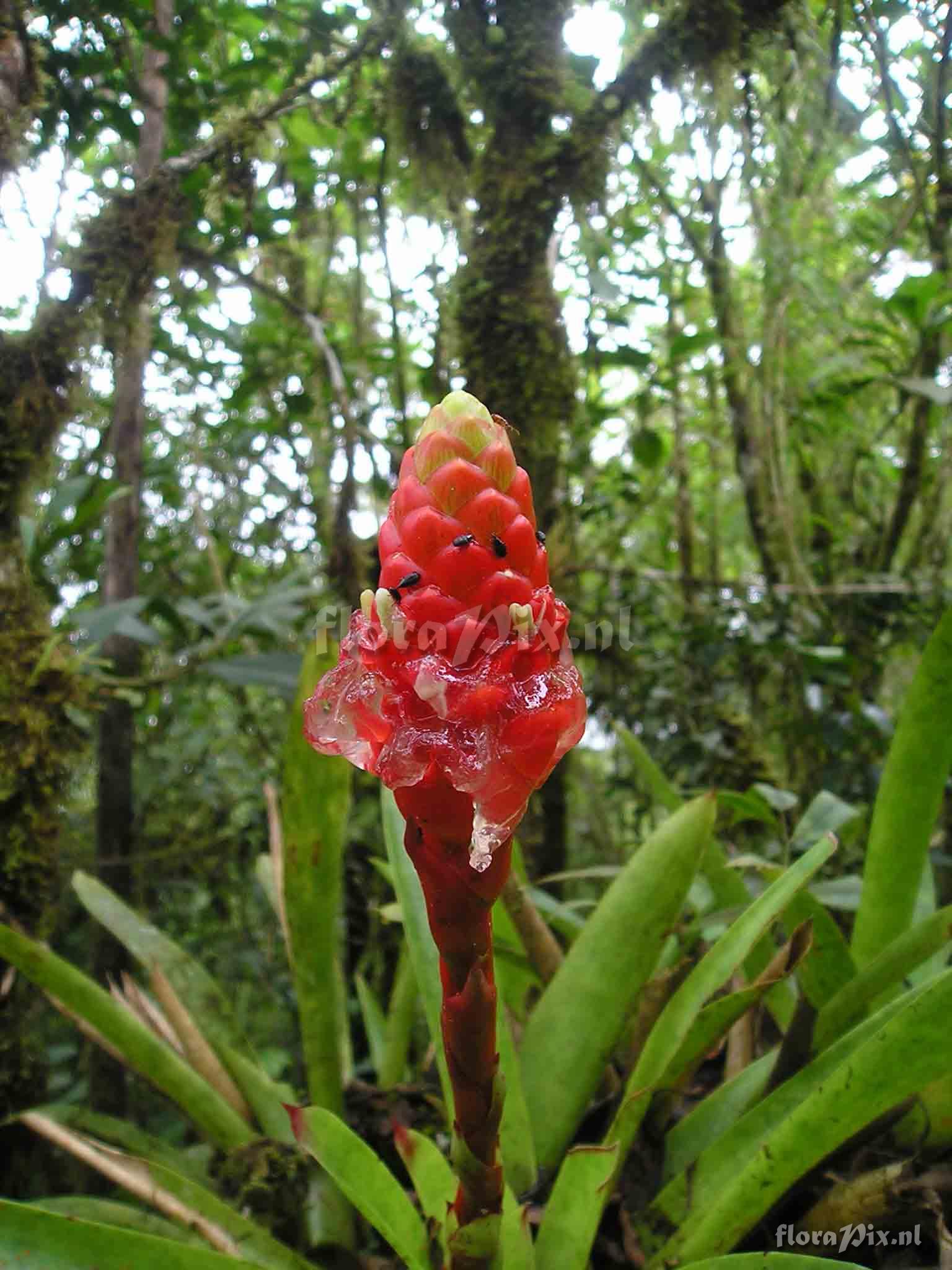 Guzmania elvallensis