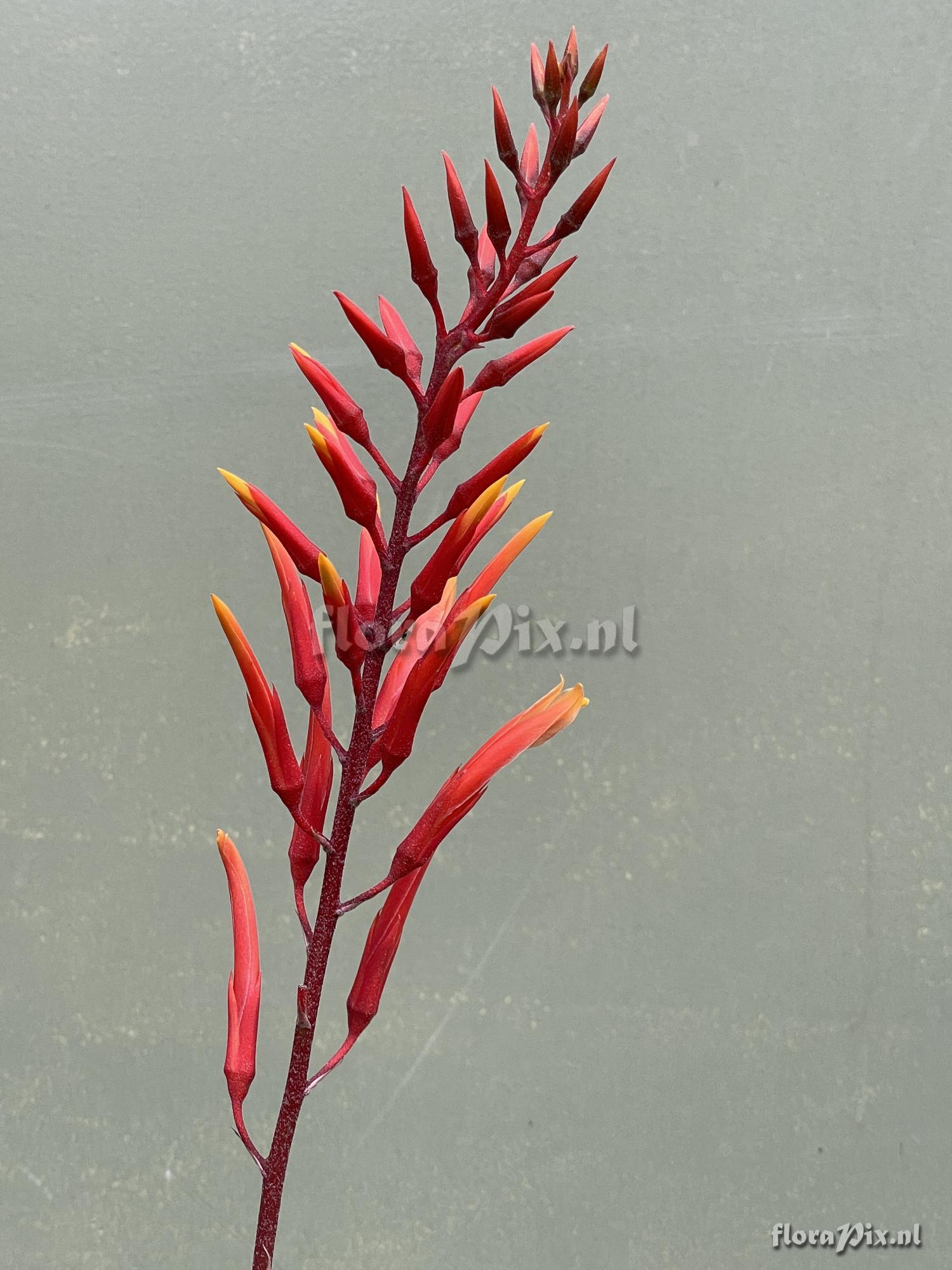 Pitcairnia orchidifolia