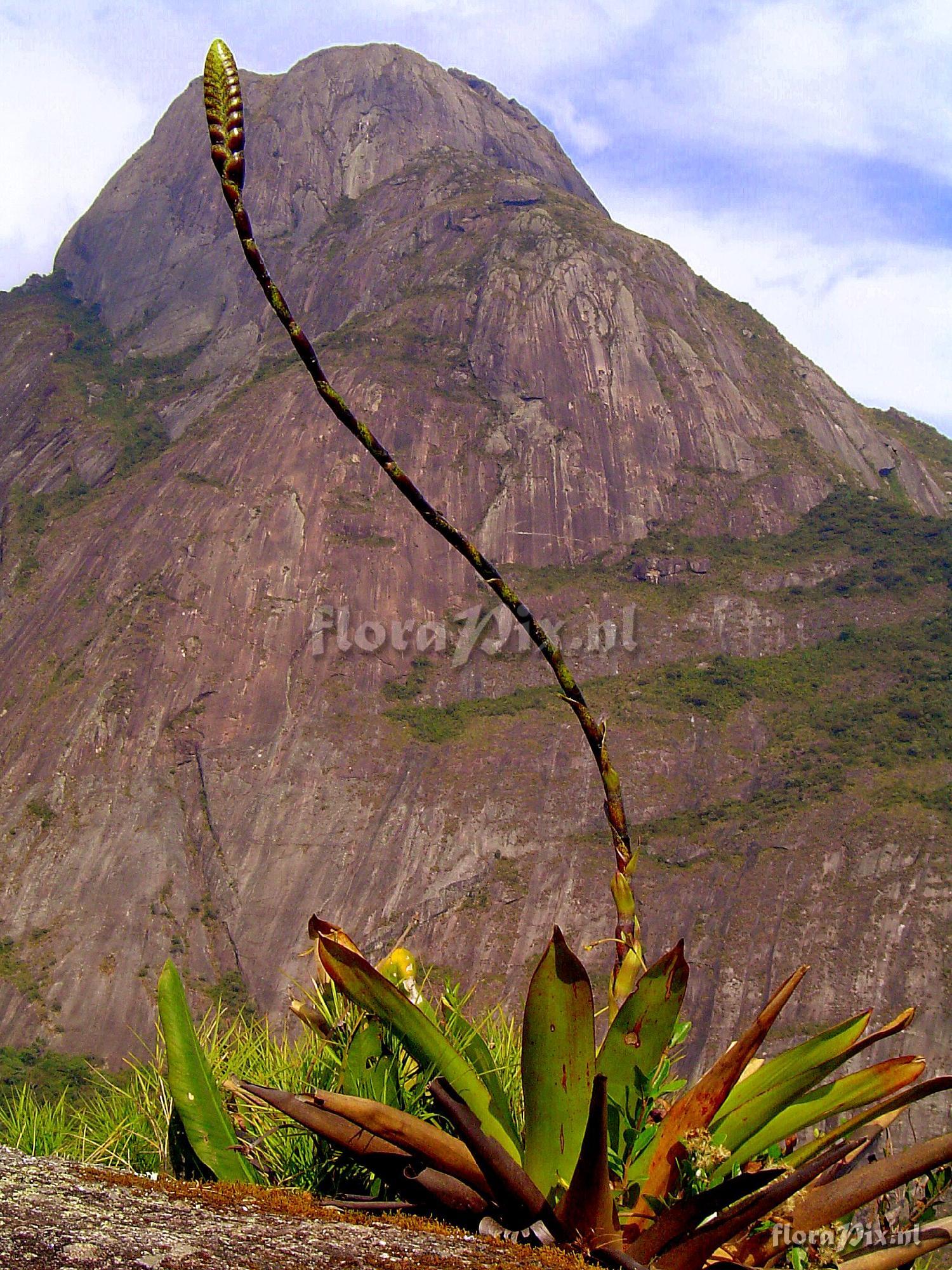 Vriesea pseudoatra ?