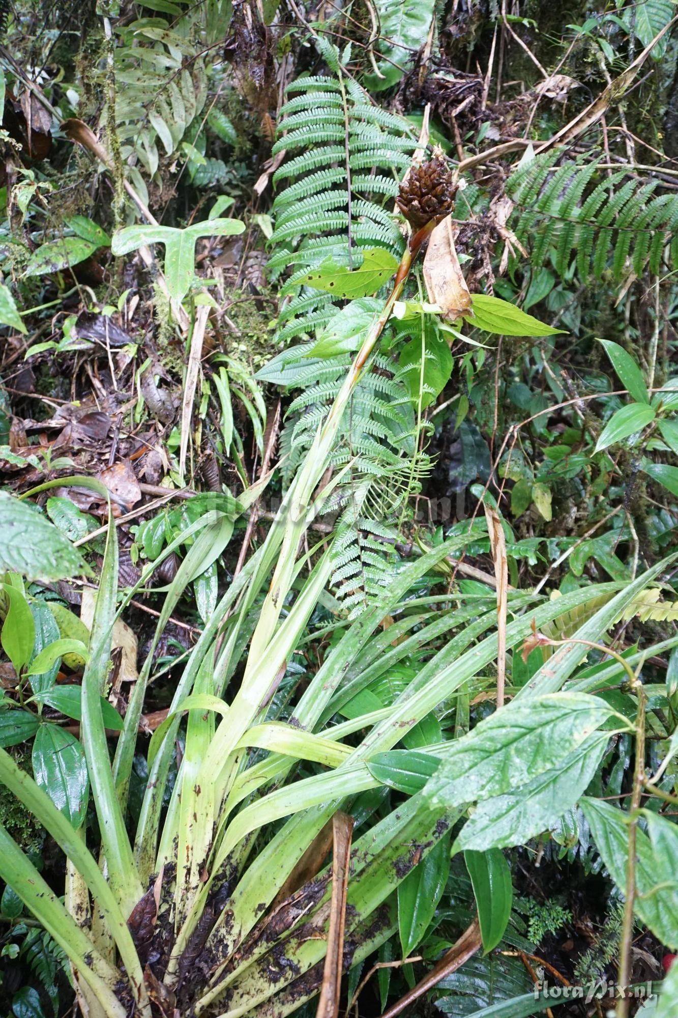 Guzmania cf. inkaterrae