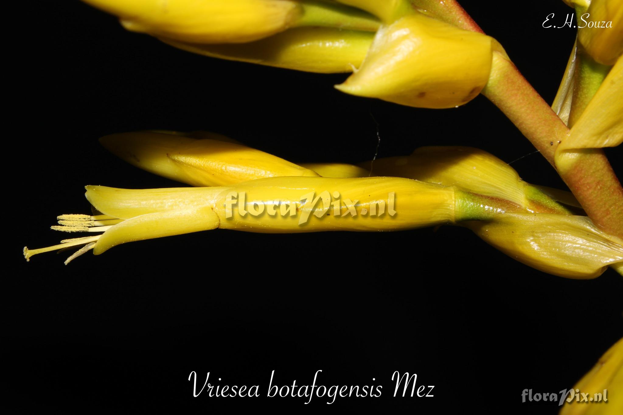 Vriesea botafogensis