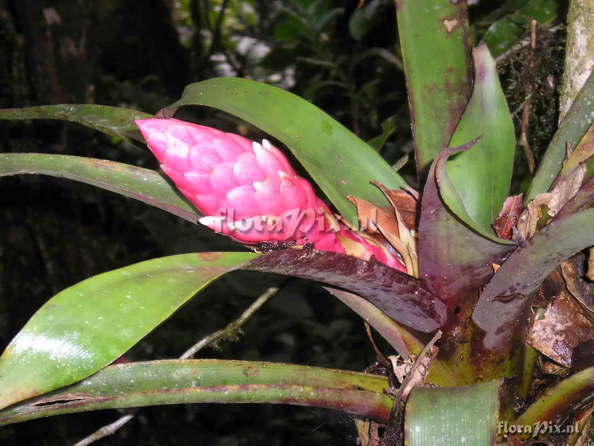 Guzmania desautelsii