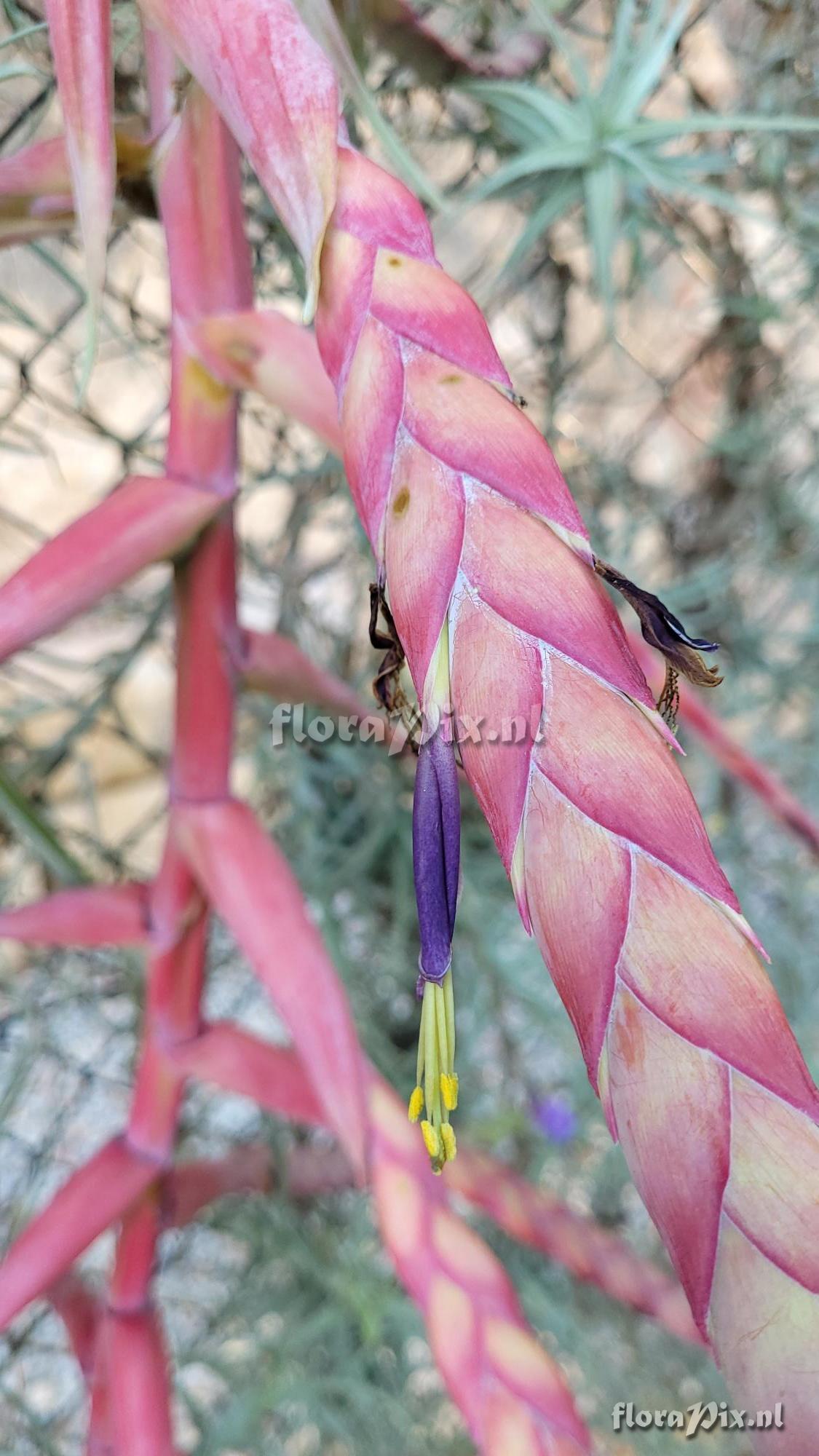 Tillandsia yutaninoensis