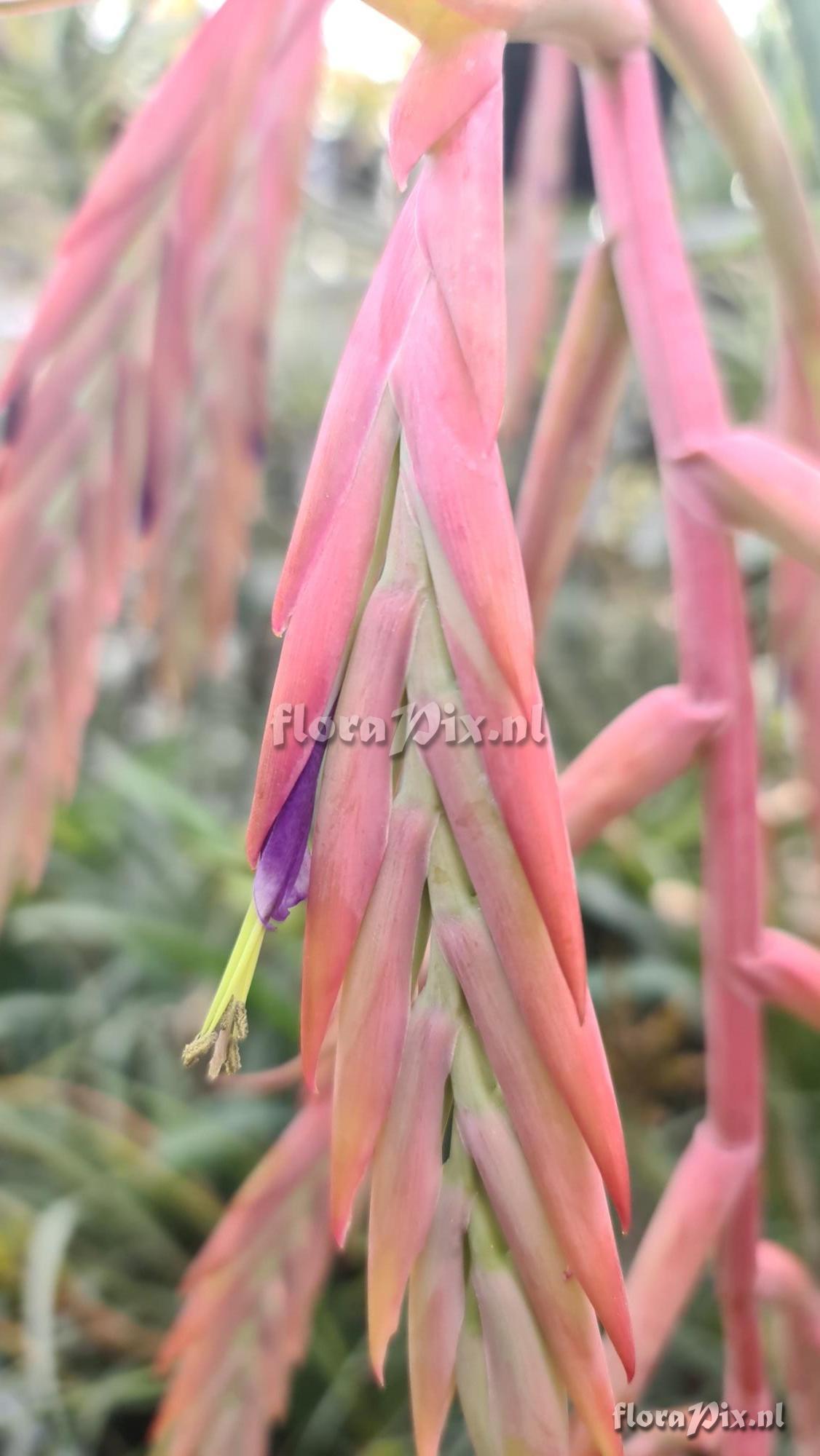 Tillandsia zaragozaensis