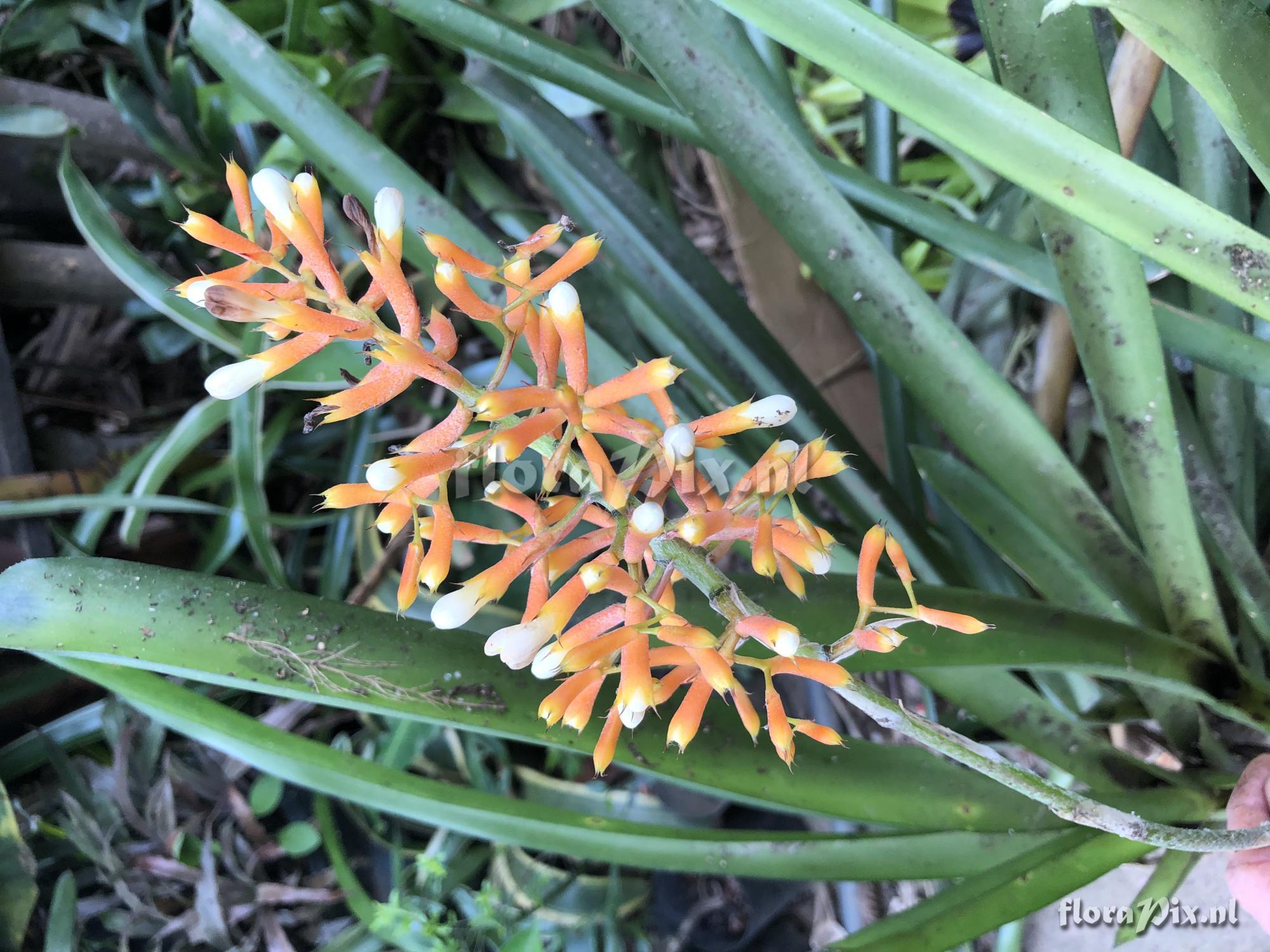 Aechmea caudata forma albiflora