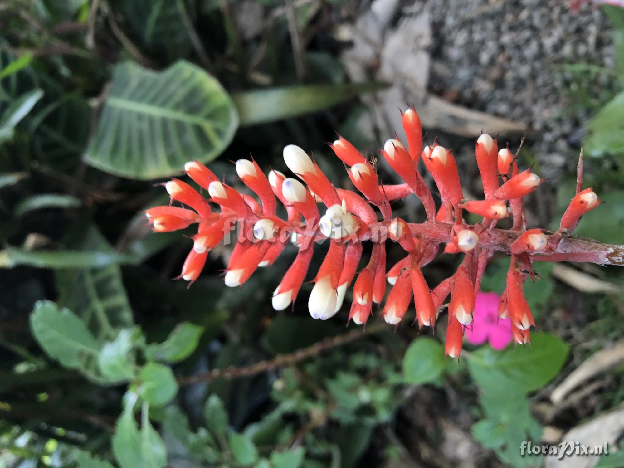 Aechmea caudata var. eipperi