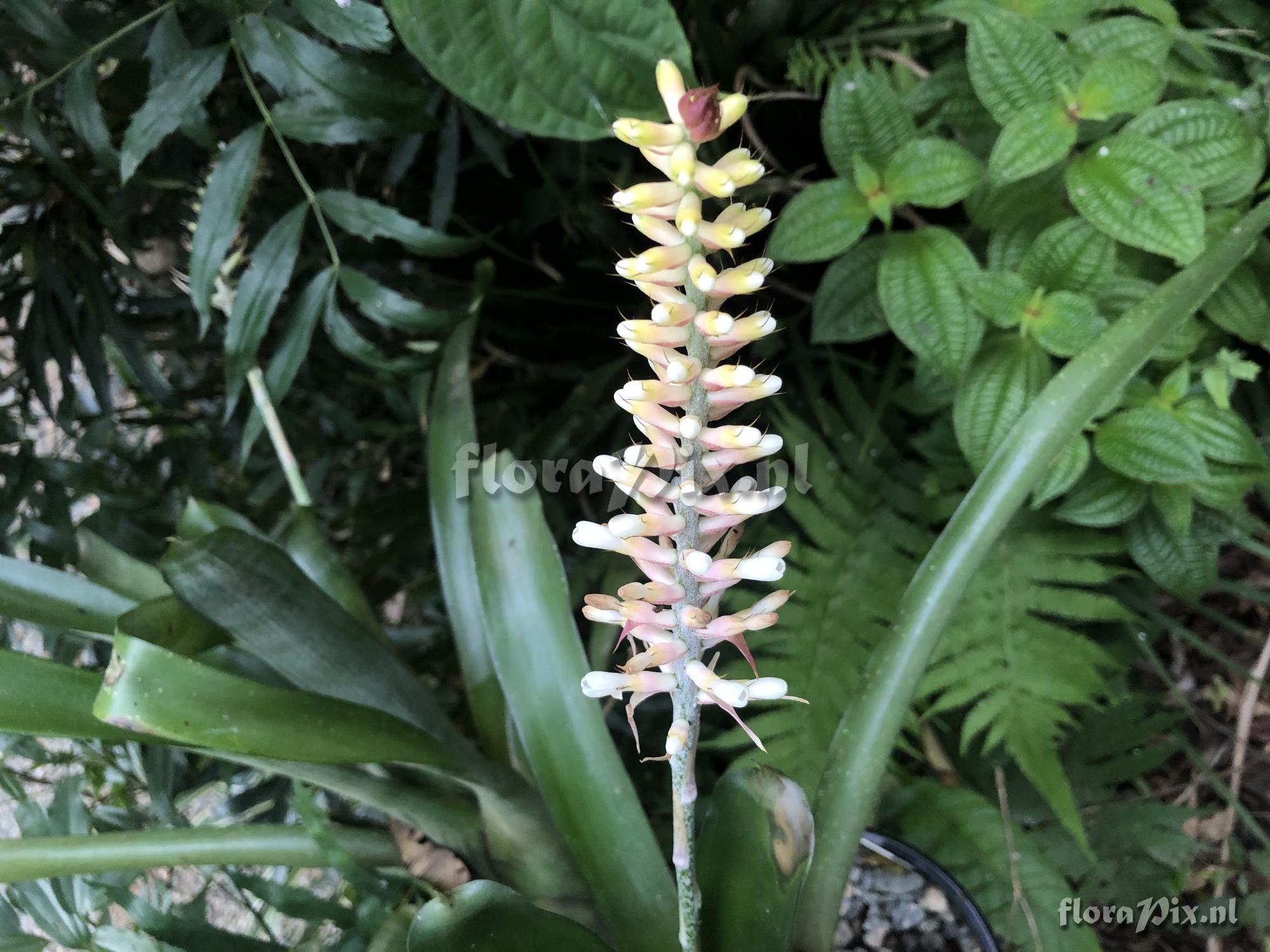 Aechmea gamosepala var. nivea