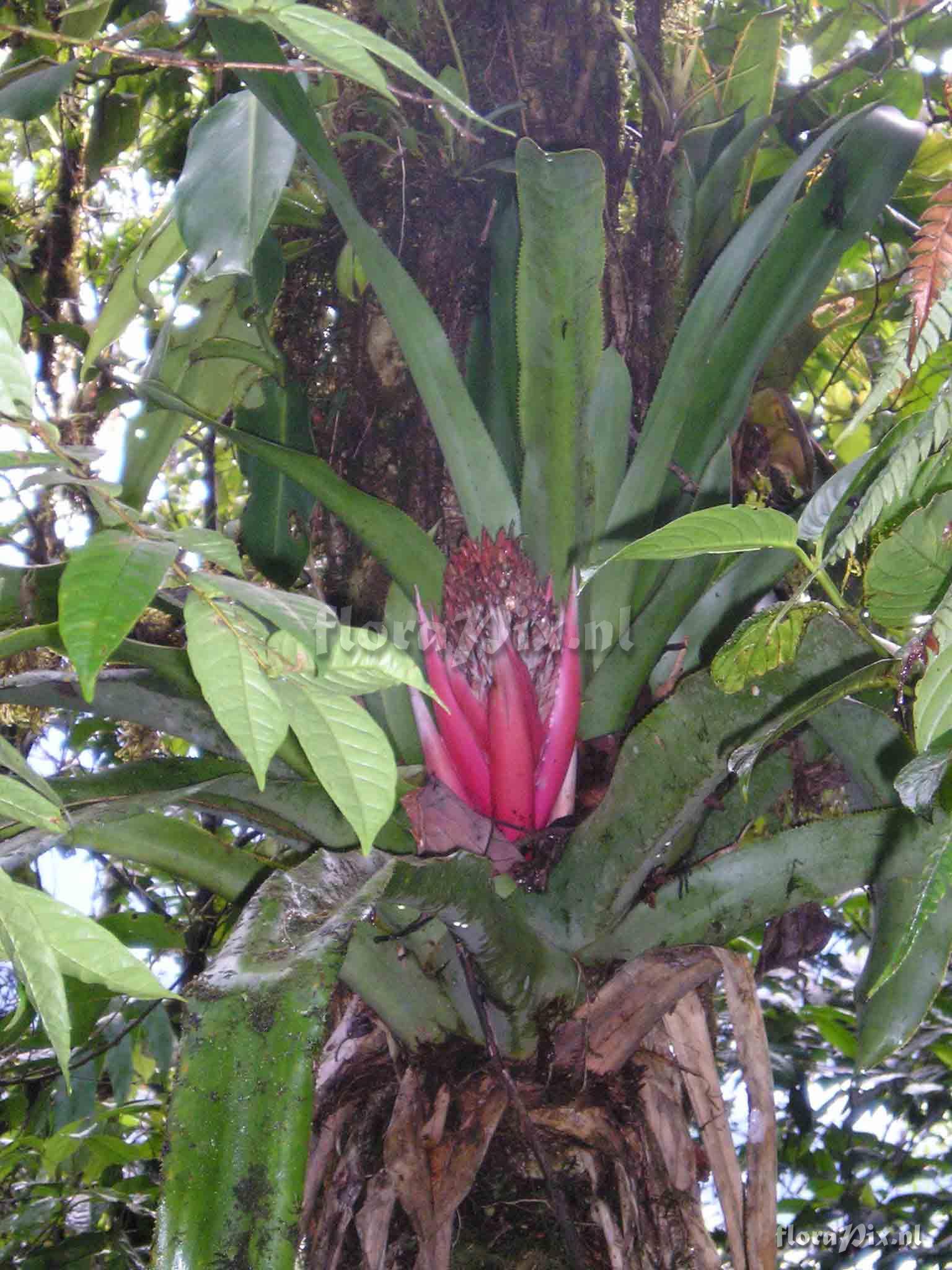 Aechmea cf. allenii x A. mariae-regina