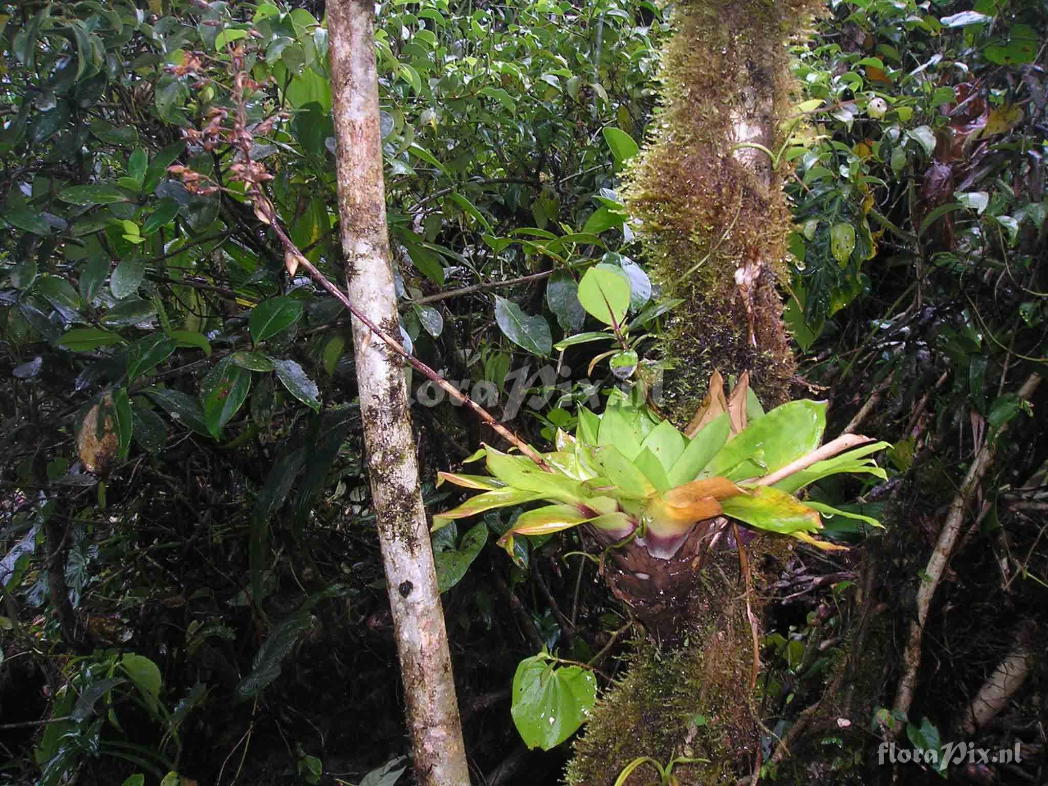 Werauhia latissima