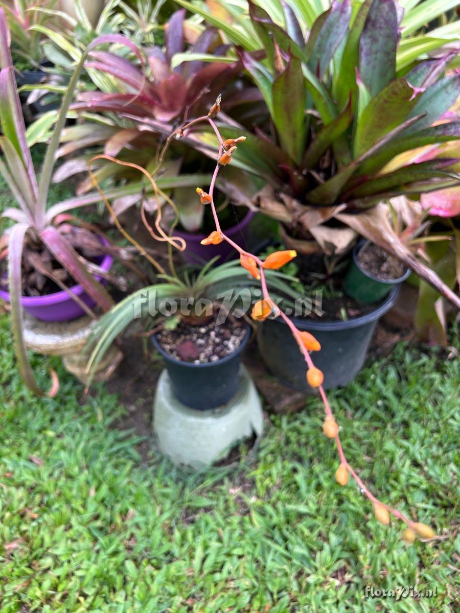 Dyckia estevesii