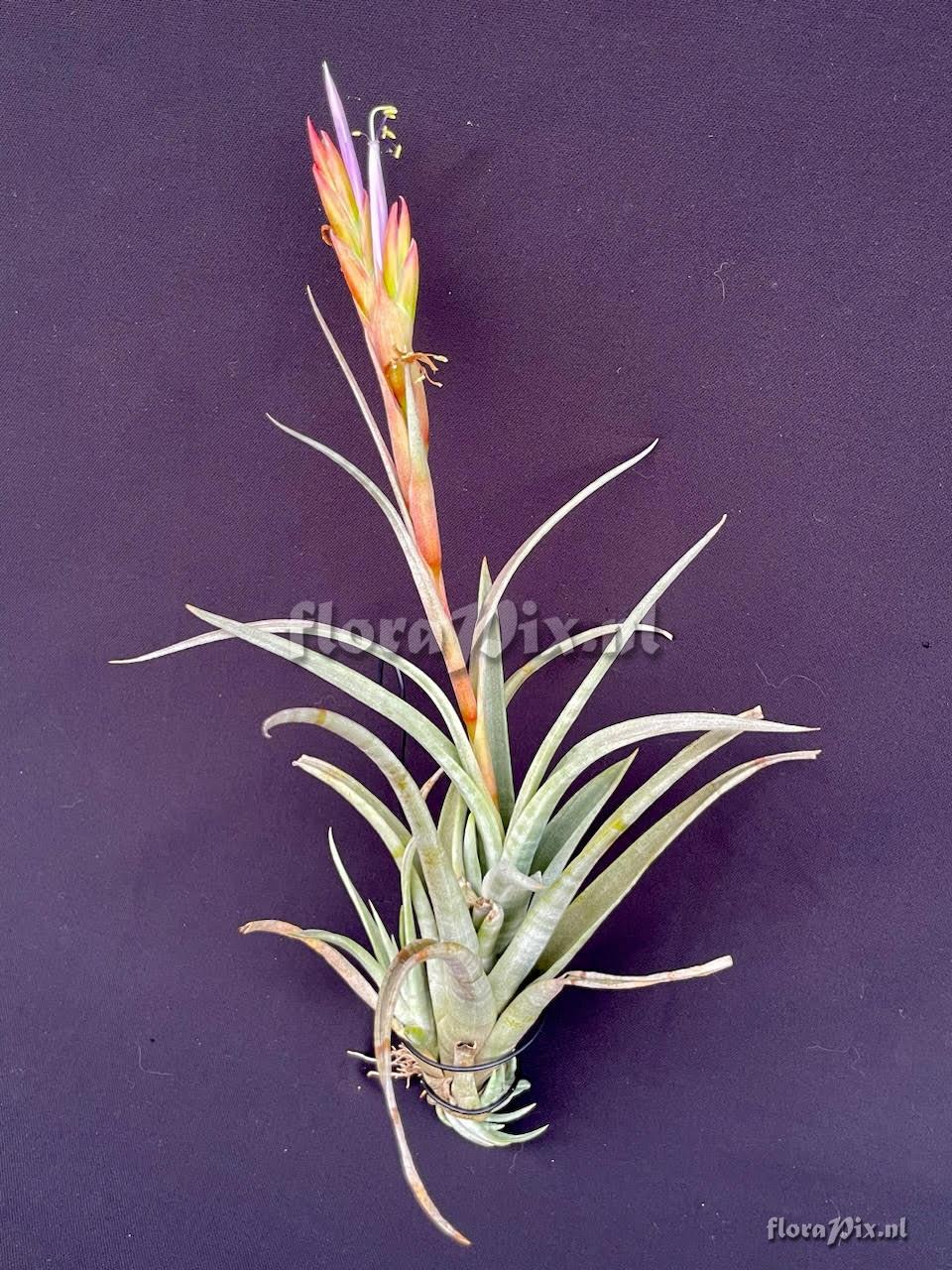 Tillandsia capistranoensis