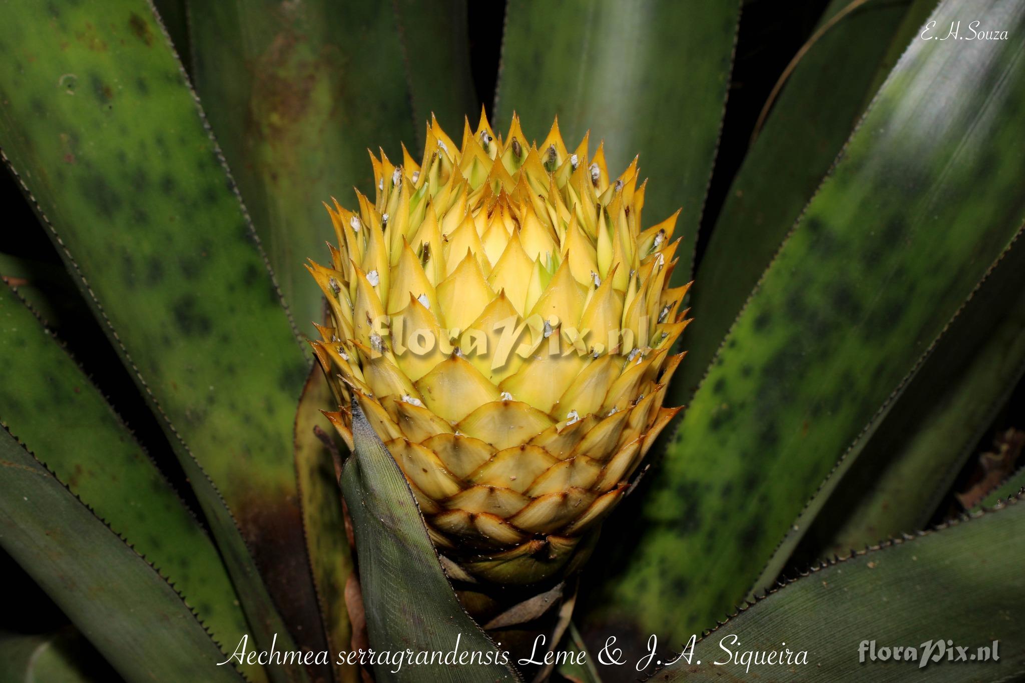 Aechmea serragrandensis