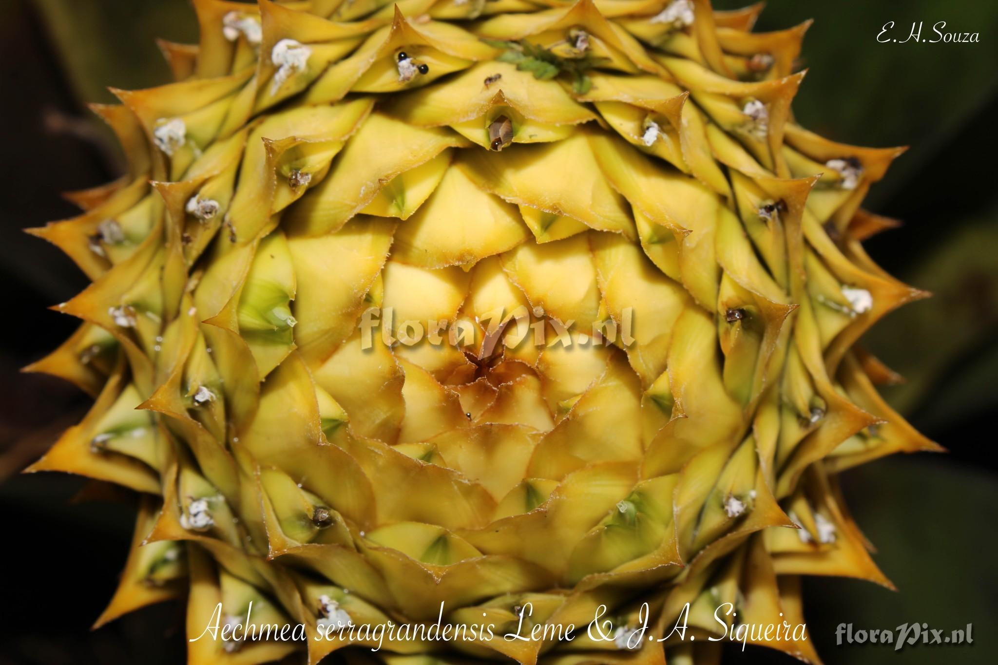 Aechmea serragrandensis