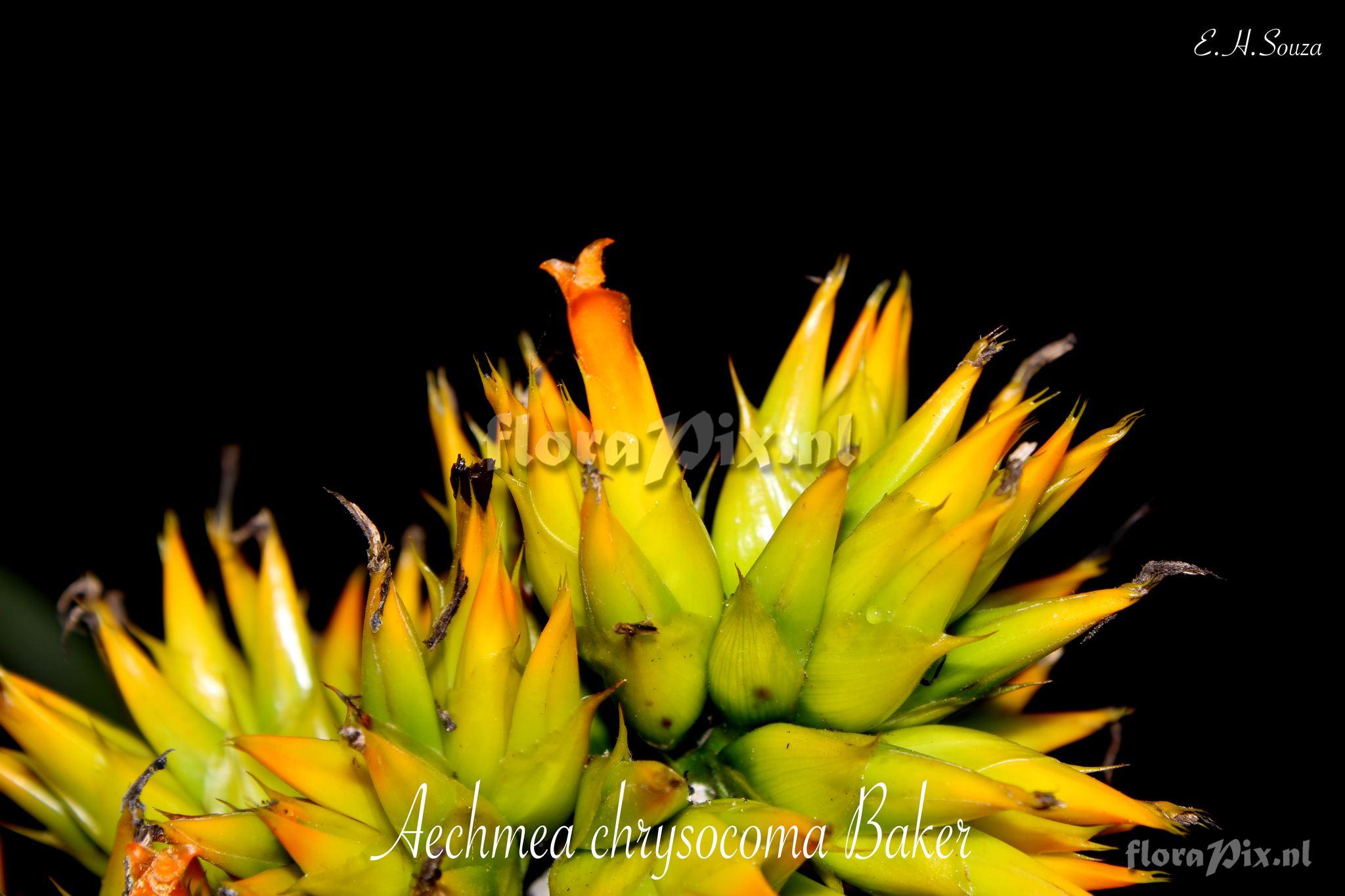 Aechmea chrysocoma