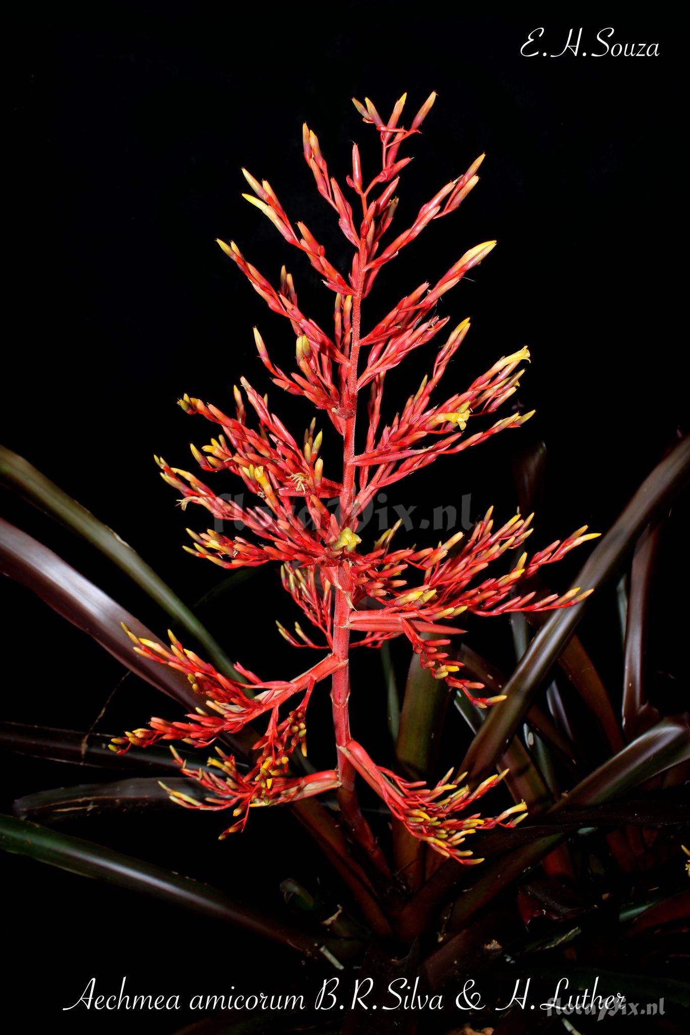 Aechmea amicorum