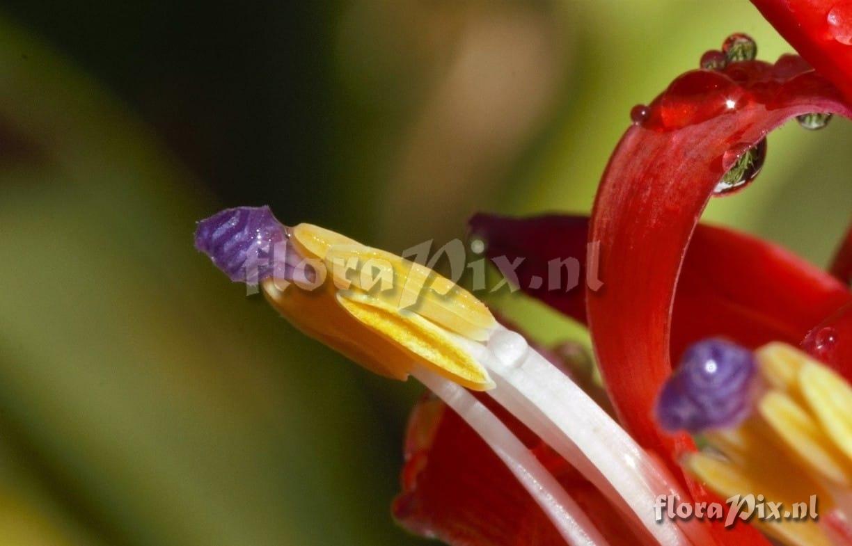 Billbergia pyramidalis