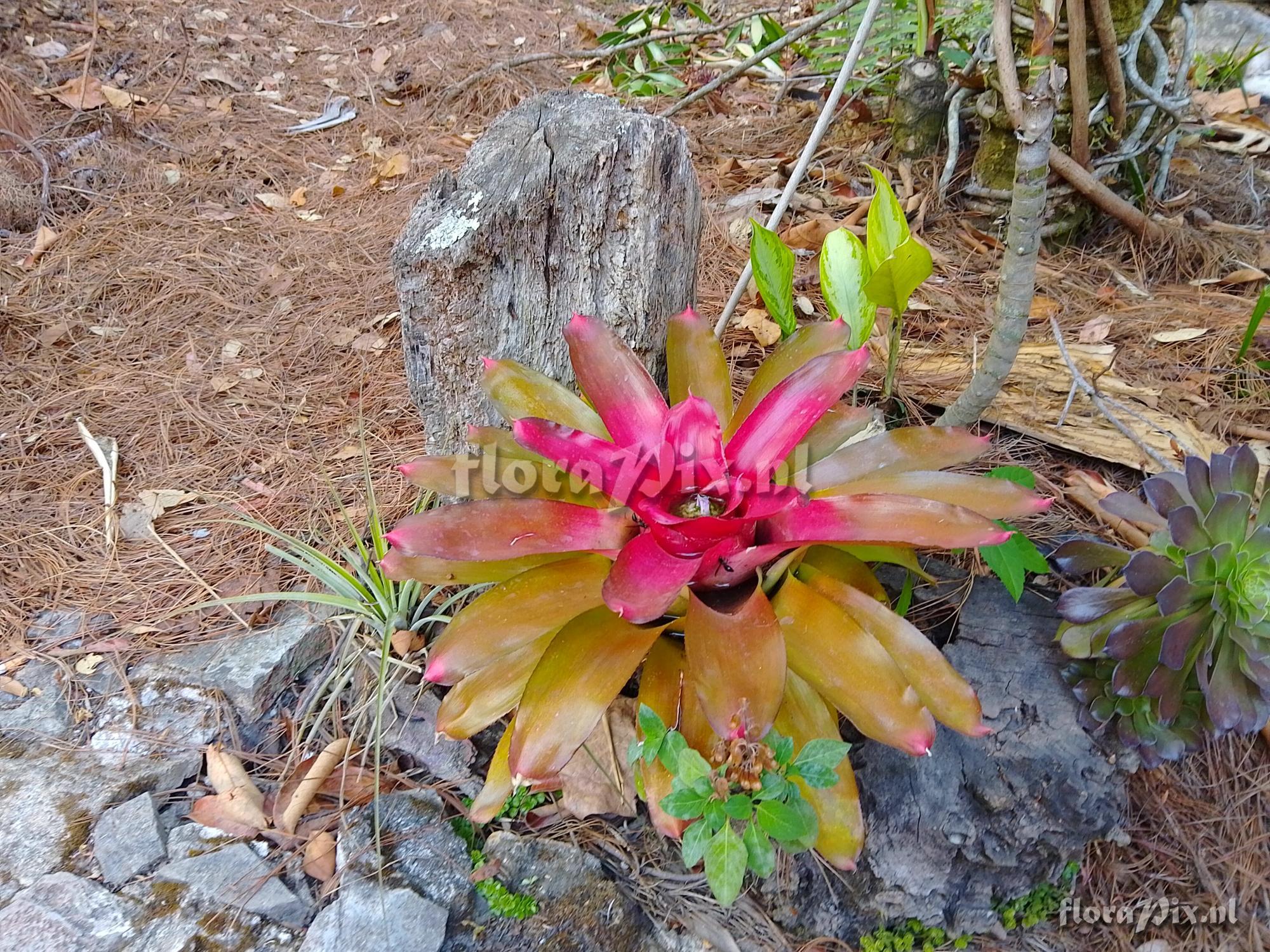 Neoregelia cultivar