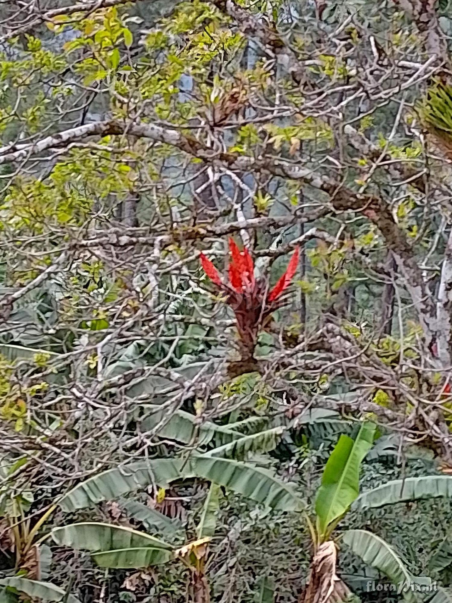 Tillandsia multicaulis