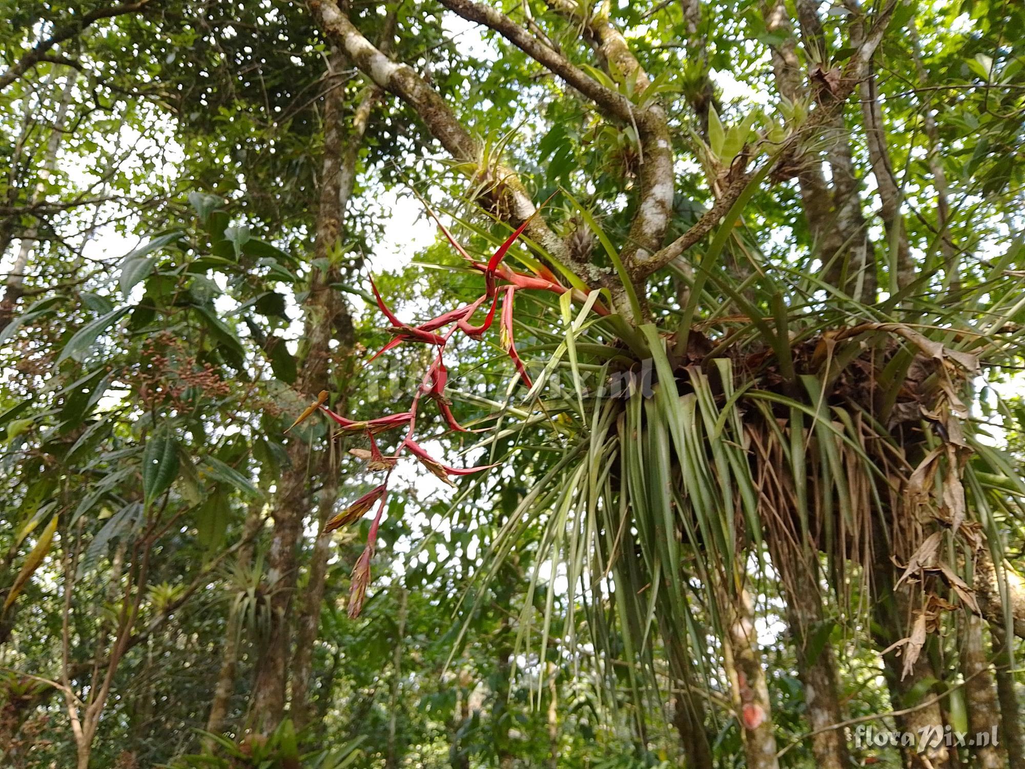 Tillandsia standleyi