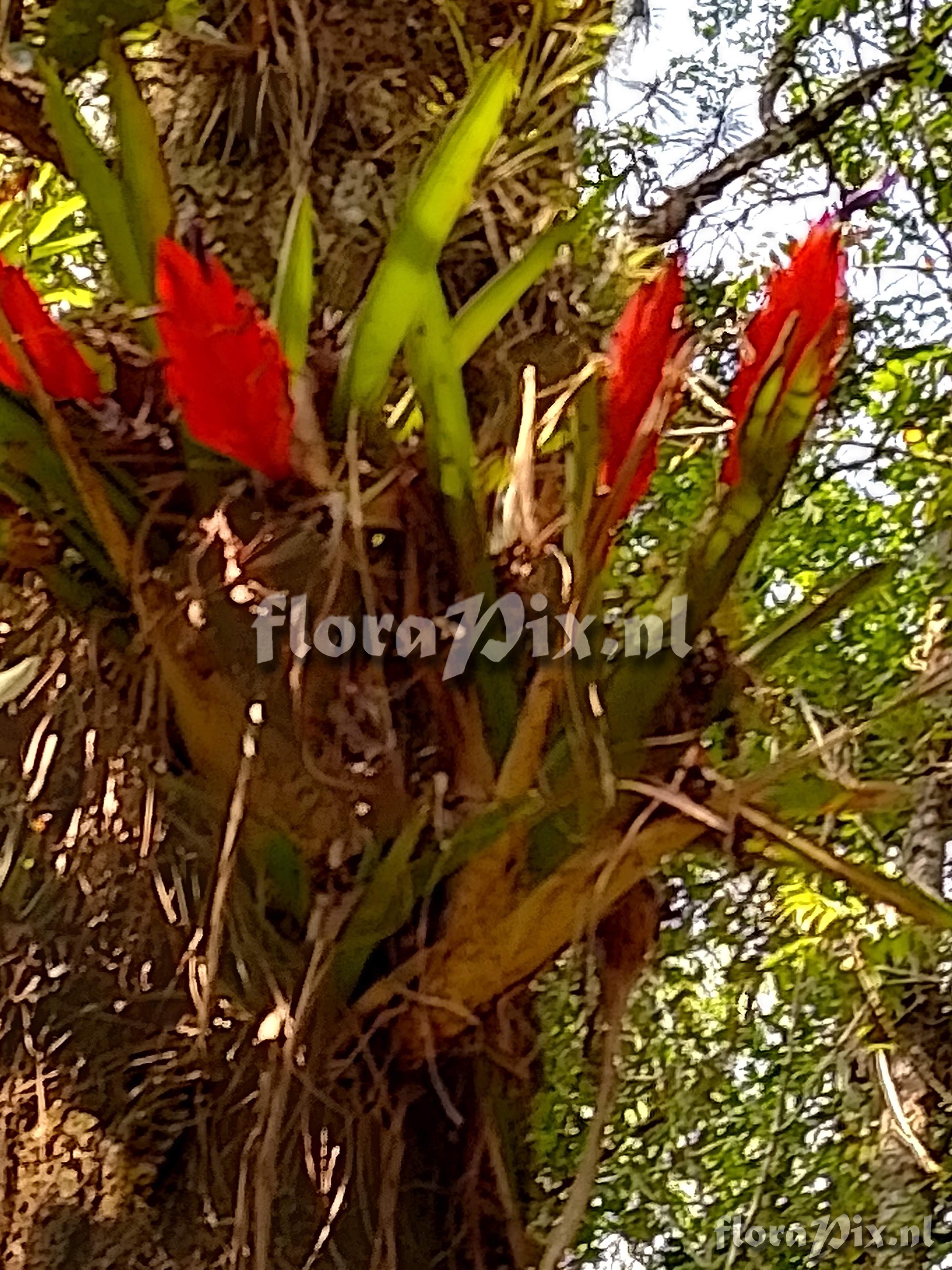 Tillandsia multicaulis