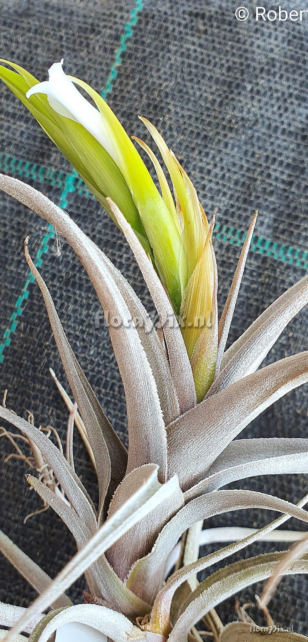 Tillandsia camargoensis