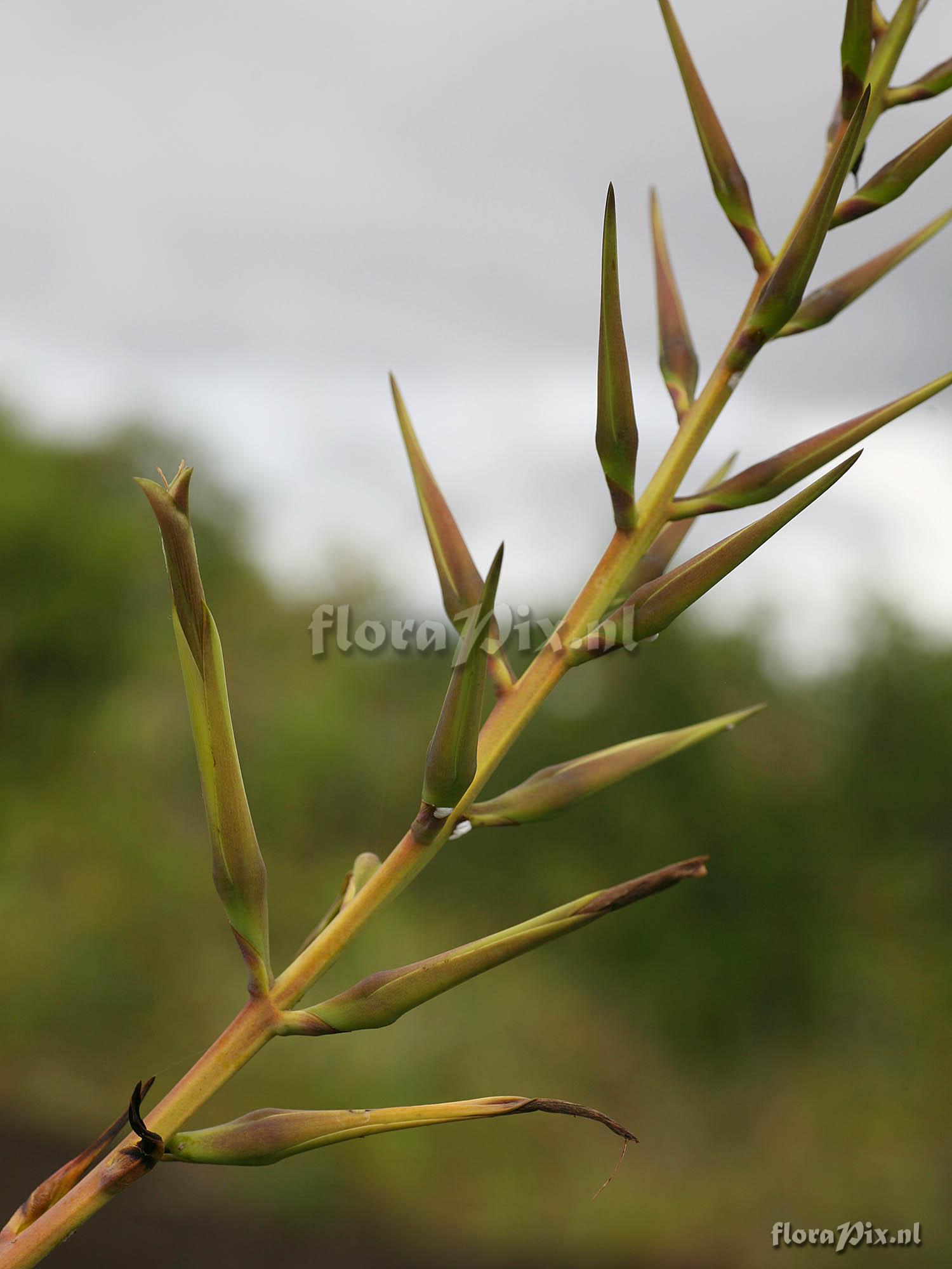 Pitcairnia sp.