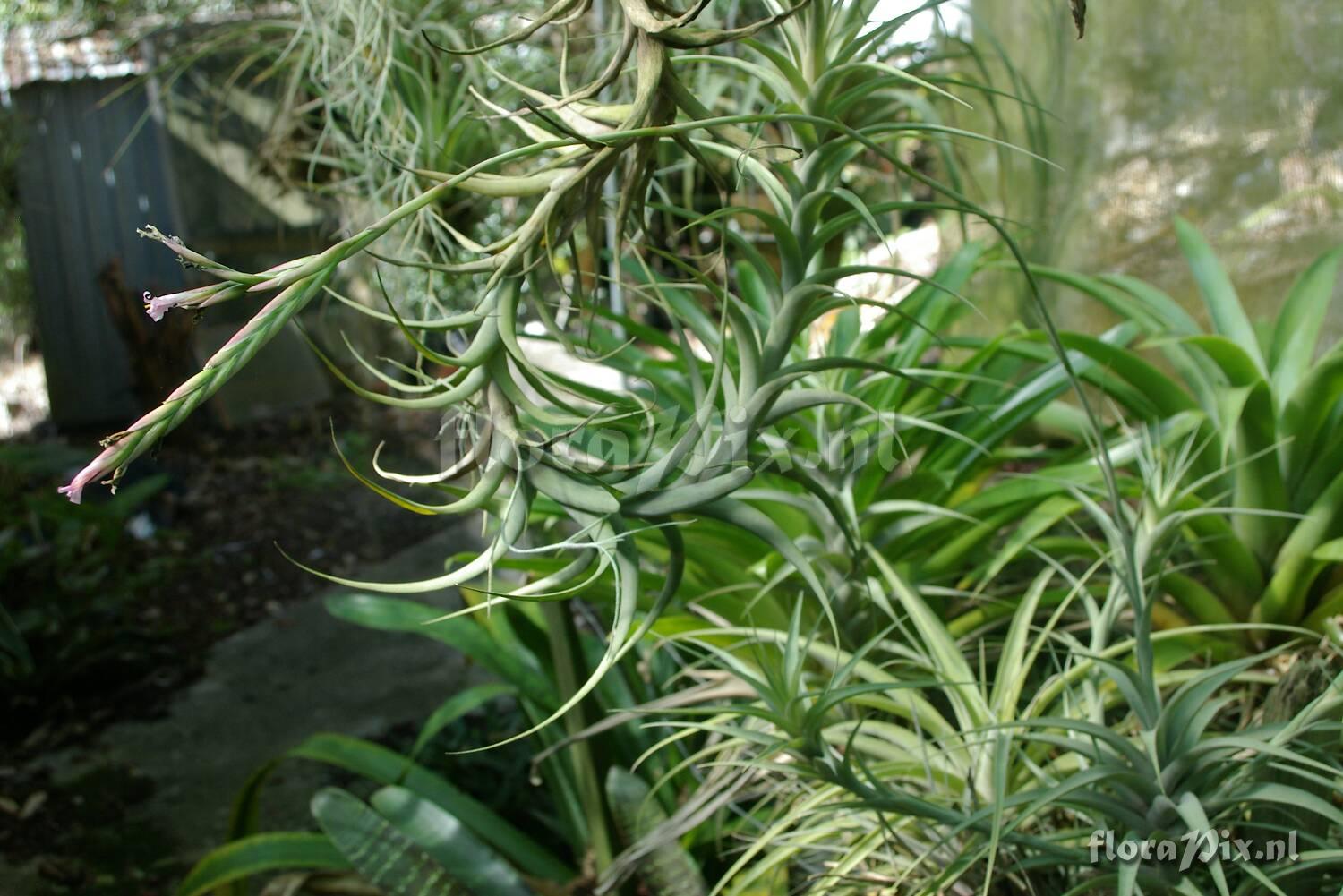 Tillandsia species Peru