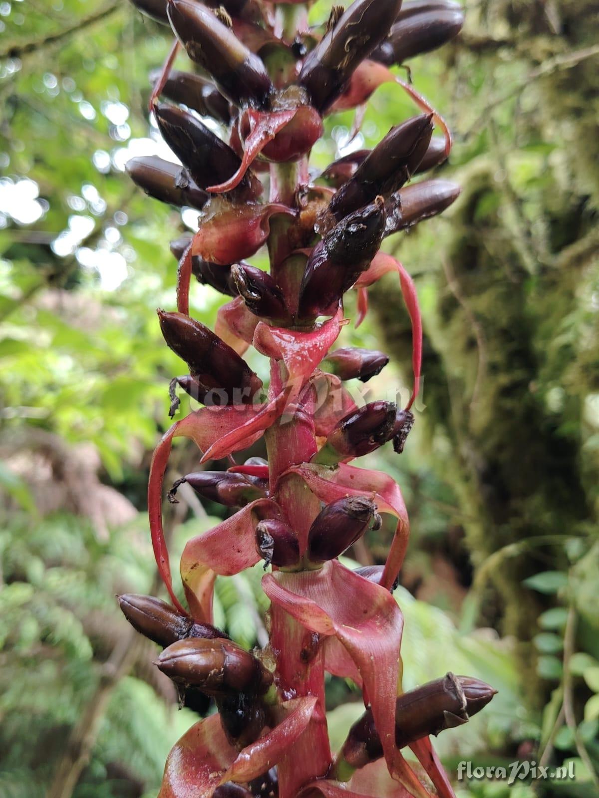 Werauhia viridis