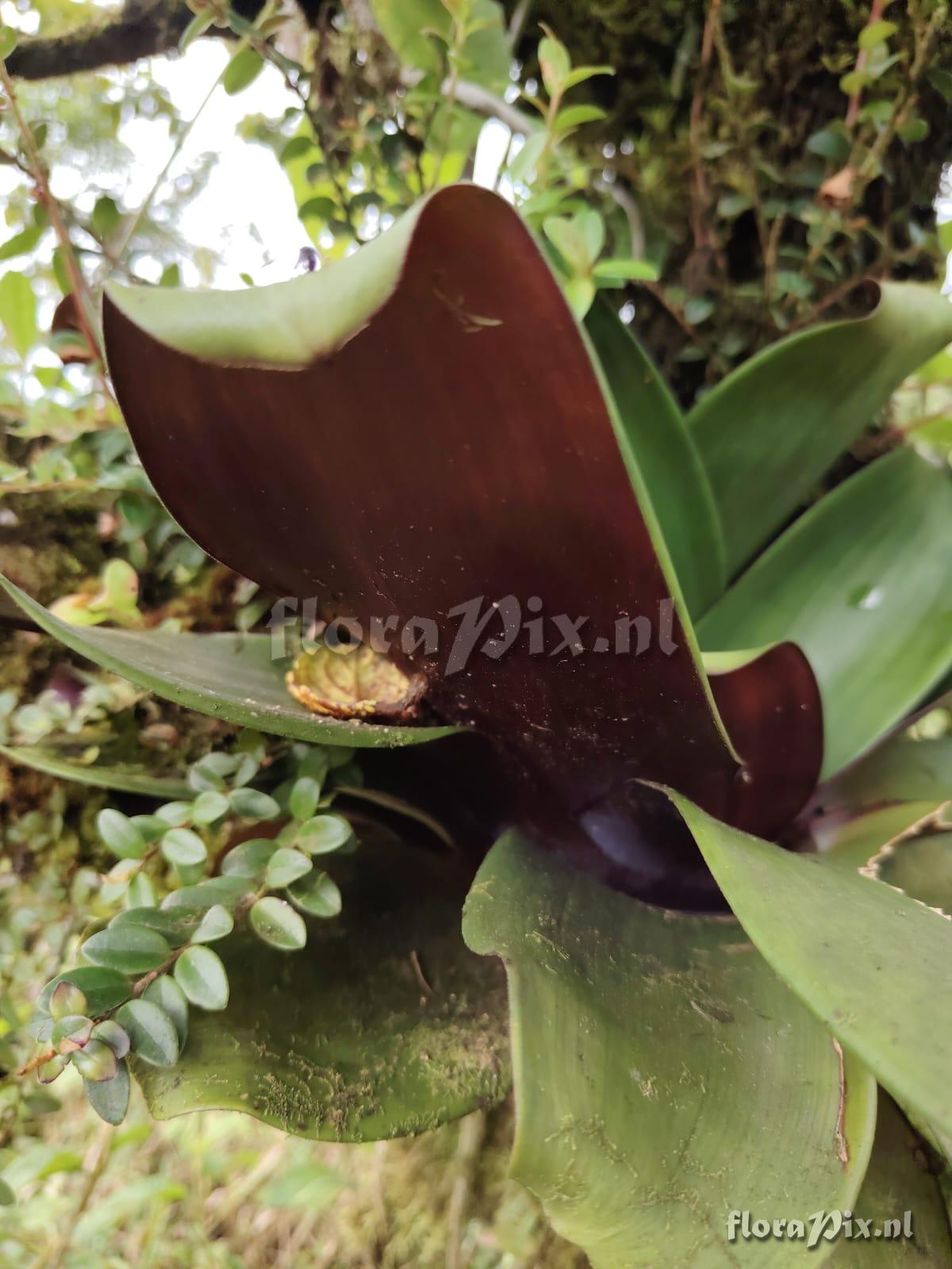 Werauhia latissima